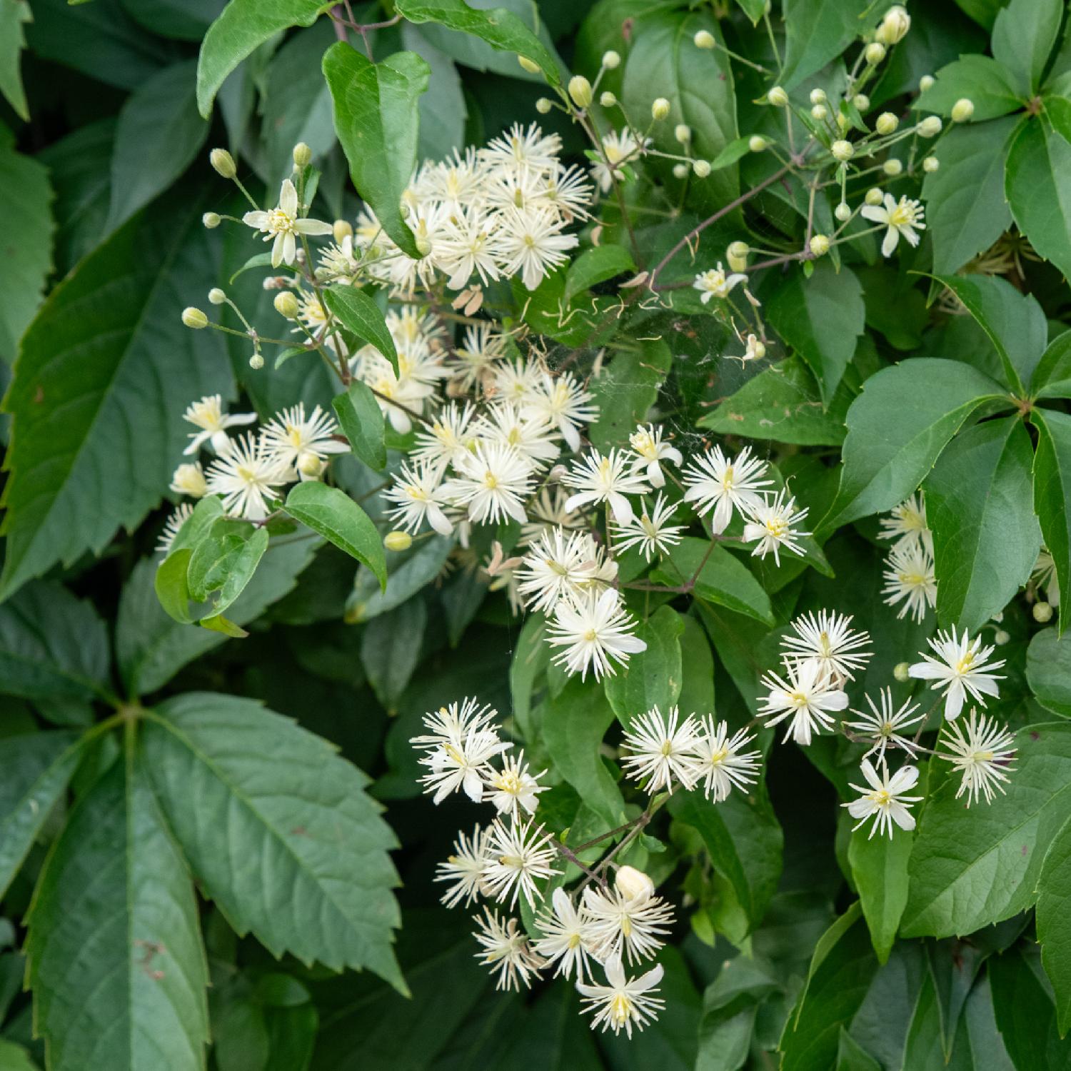 A bunch of small pointy white flowers with four white sepals and a lot of thinner white appendages on top, giving the impression of a fluffy flower.