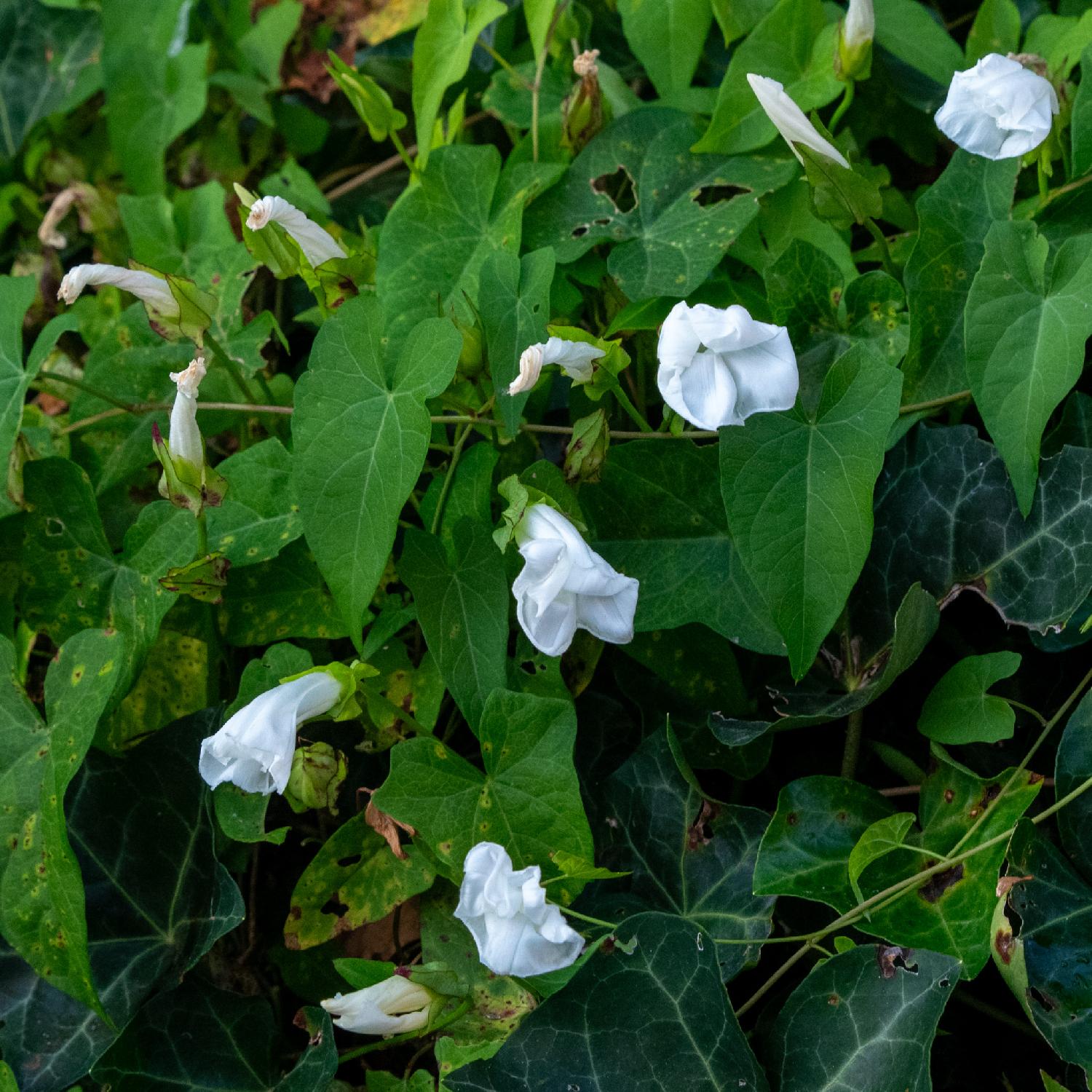 Plants from the hedge on Abendweg - a bunch of hedge bindweed (trumpet-shaped white flowers) and some dark green ivy leaves.