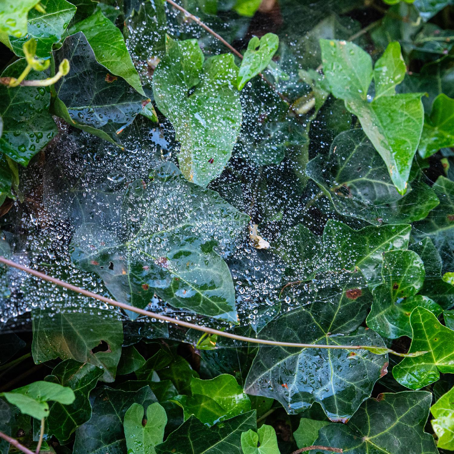 A background of ivy leaves, on top of which sits a large spider web, sprinkled with a lot of water drops, giving the impression of a water drop veil on top of the leaves.