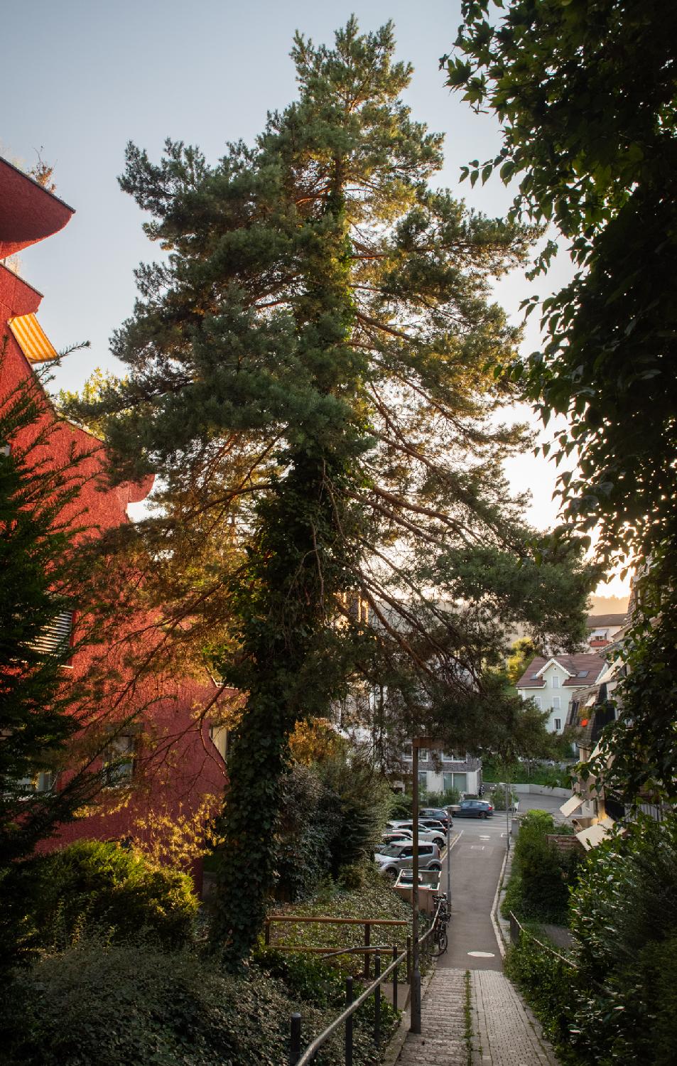Looking on Abendweg in the downwards direction, a large coniferous tree covered with ivy, next to a red housing building, against the evening blue sky.