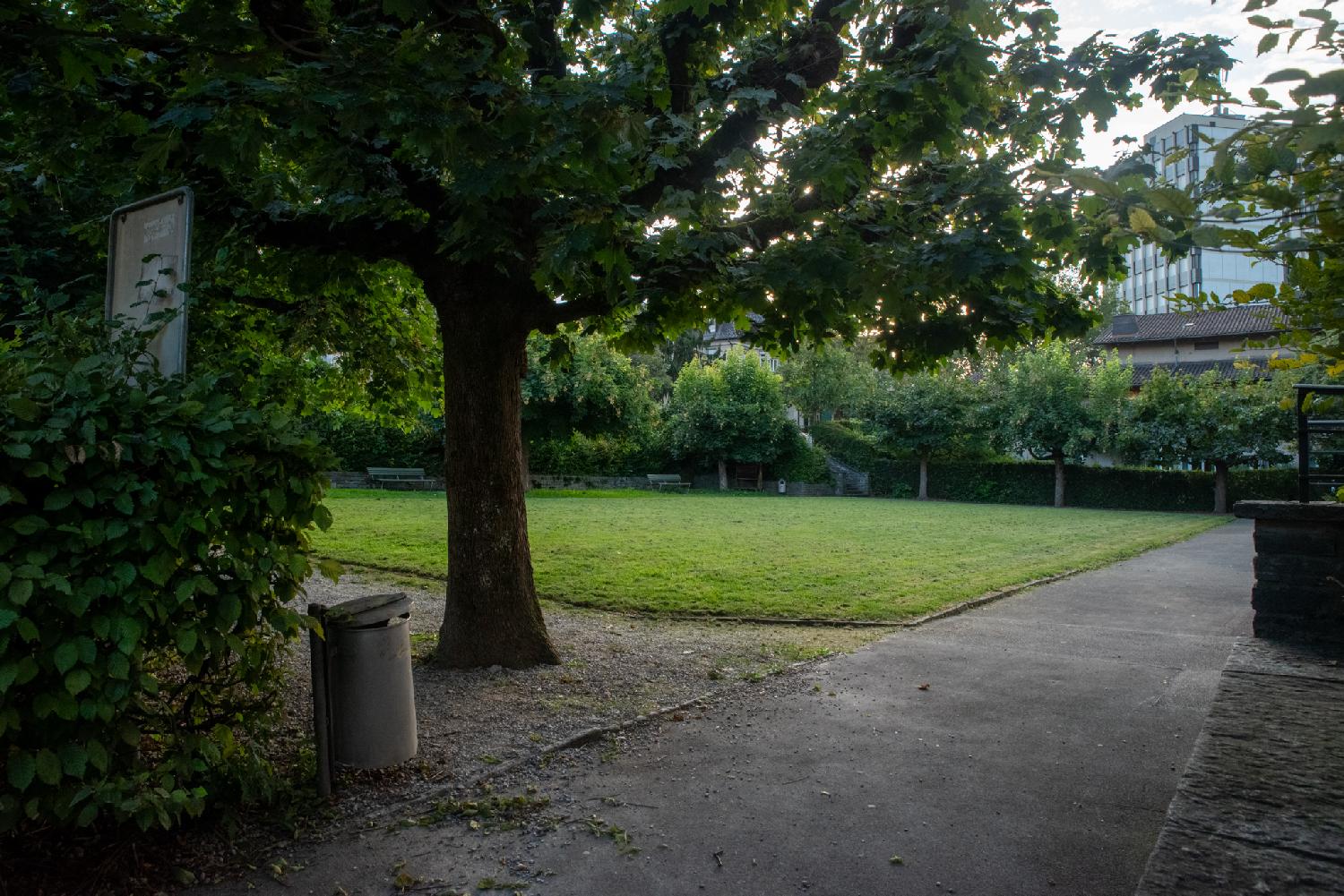 An empty green park, surrounded by hedges and trees.