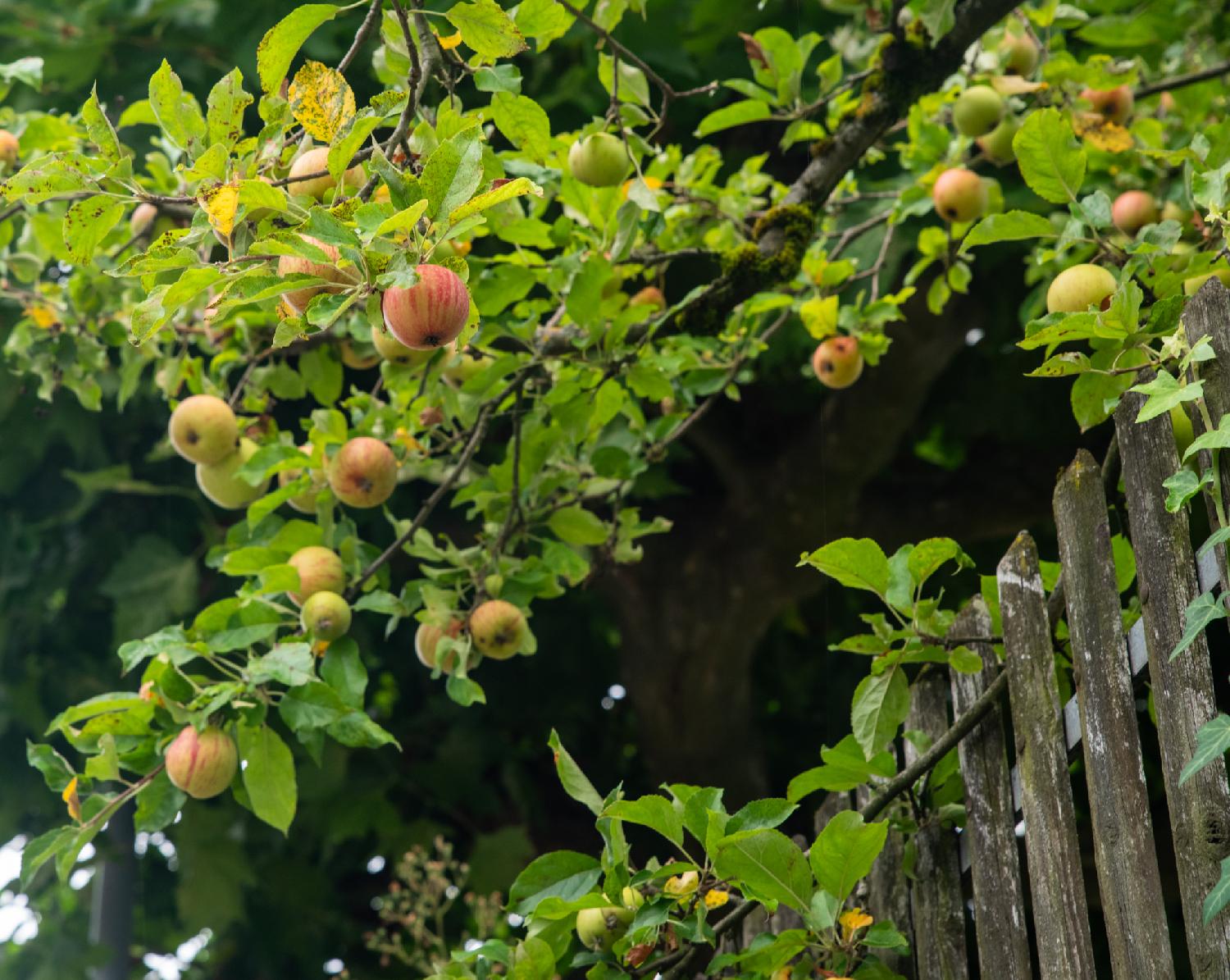 A blanch of a tree with apples on various levels of ripeness (more or less red) on it. The branch looks parallel to the wooden fence below it, giving a diagonal composition to the image.