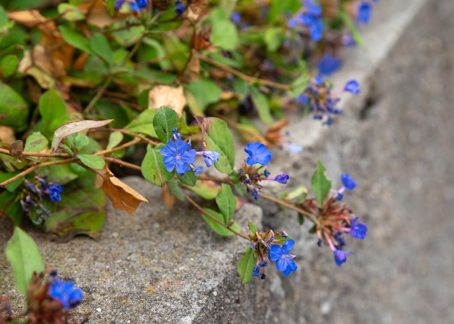 Blue flowers coming from a mat of green leaves, growing on top of a concrete wall.