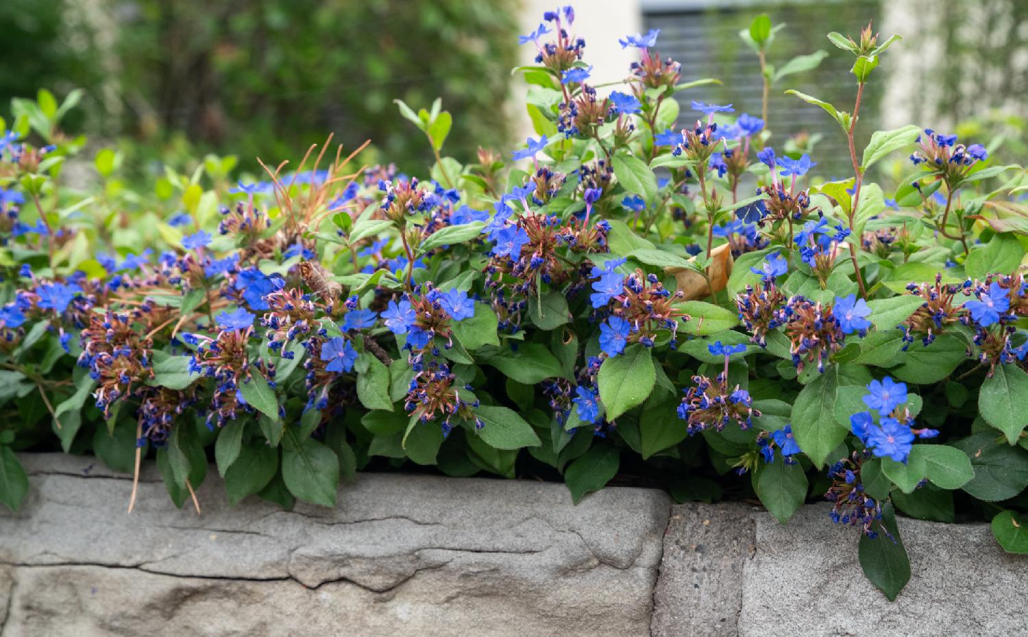 A carpet of green leaves and blue flowers, some of them open, some of them decaying, over a concrete low wall.