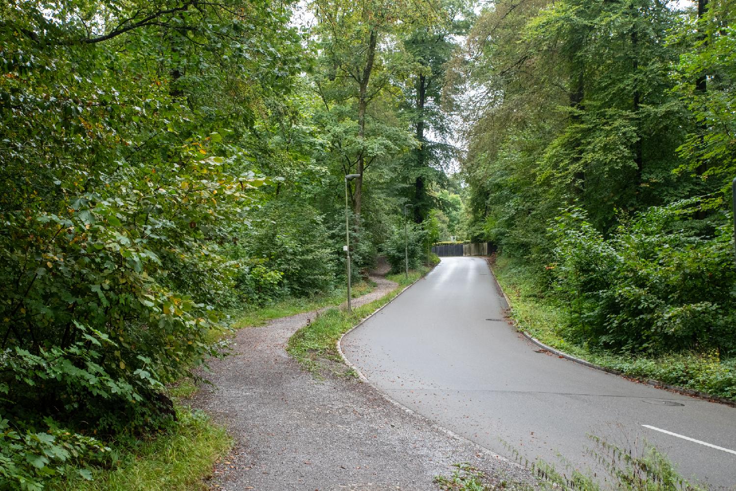 A two-way car road in the forest with a gravel hiking path on the left side.