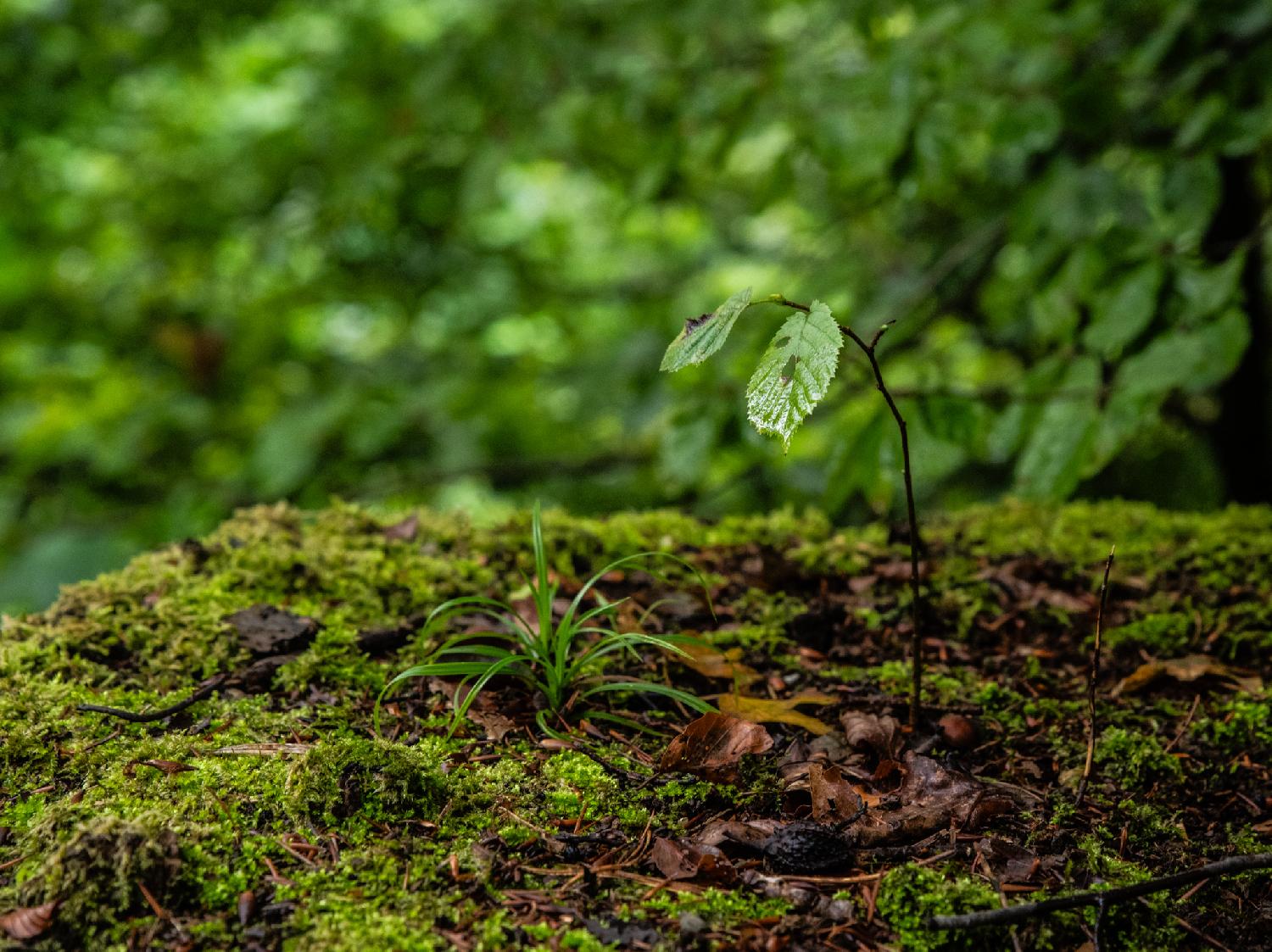 Top of a tree stump, covered in moss, with a bit of grass and the very beginning (sprig and two leaves) of a small tree.