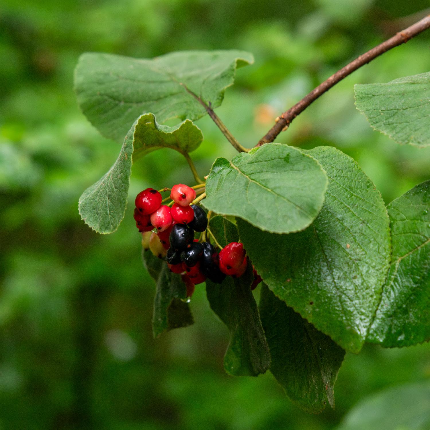Small berries at different levels of ripeness from light red to black, on a branch in the forest.