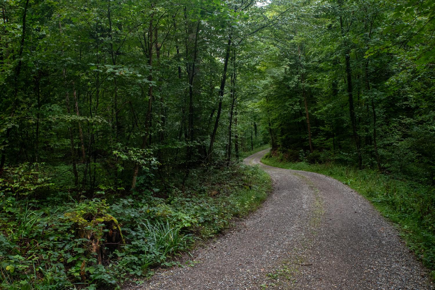 A gravel path in a forest of deciduous trees.