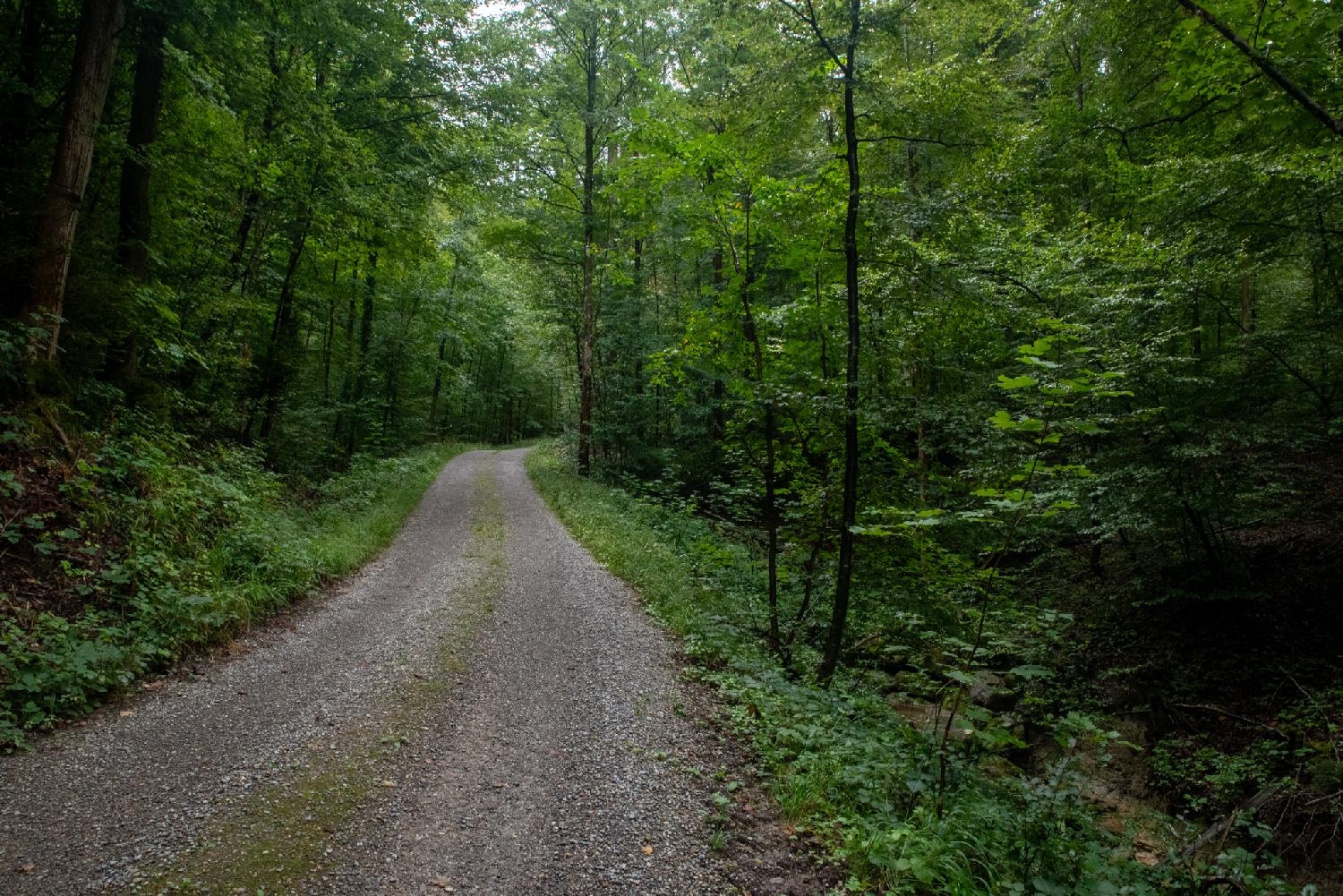 A gravel path in a forest of deciduous trees.