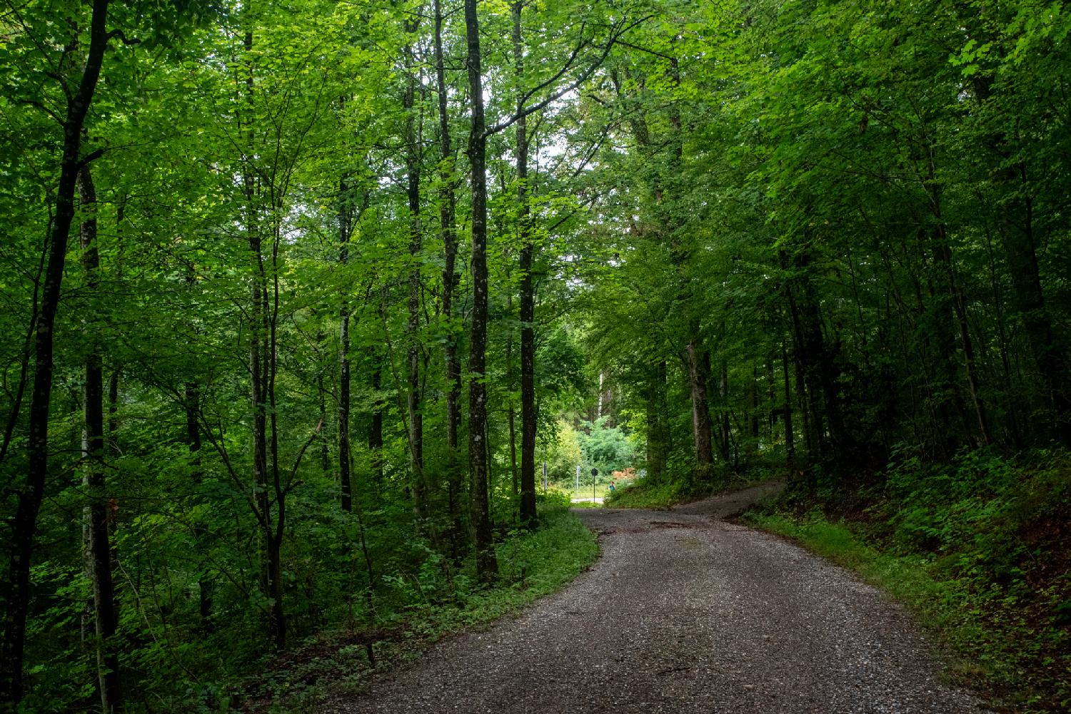 A gravel path in a forest of deciduous trees.