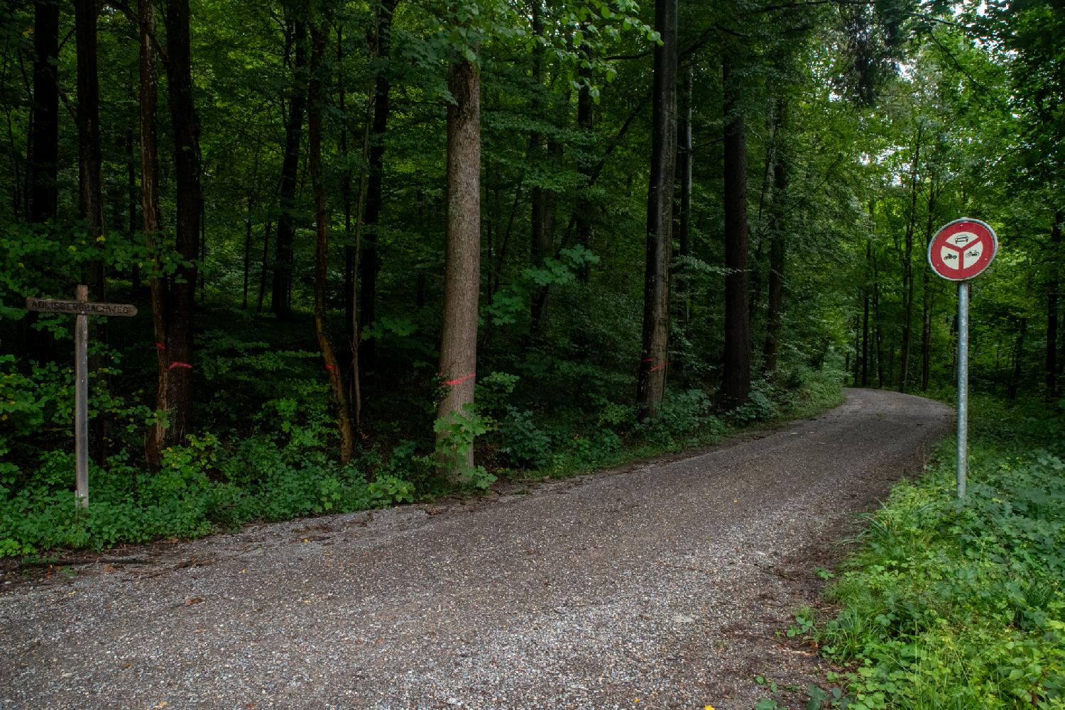 A gravel path in a forest of deciduous trees. On the left, there is a wooden sign indicating Adlisbergbachweg, and a few trees have red paint marks. On the right, a sign indicates that the path is forbidden to all motor vehicles.
