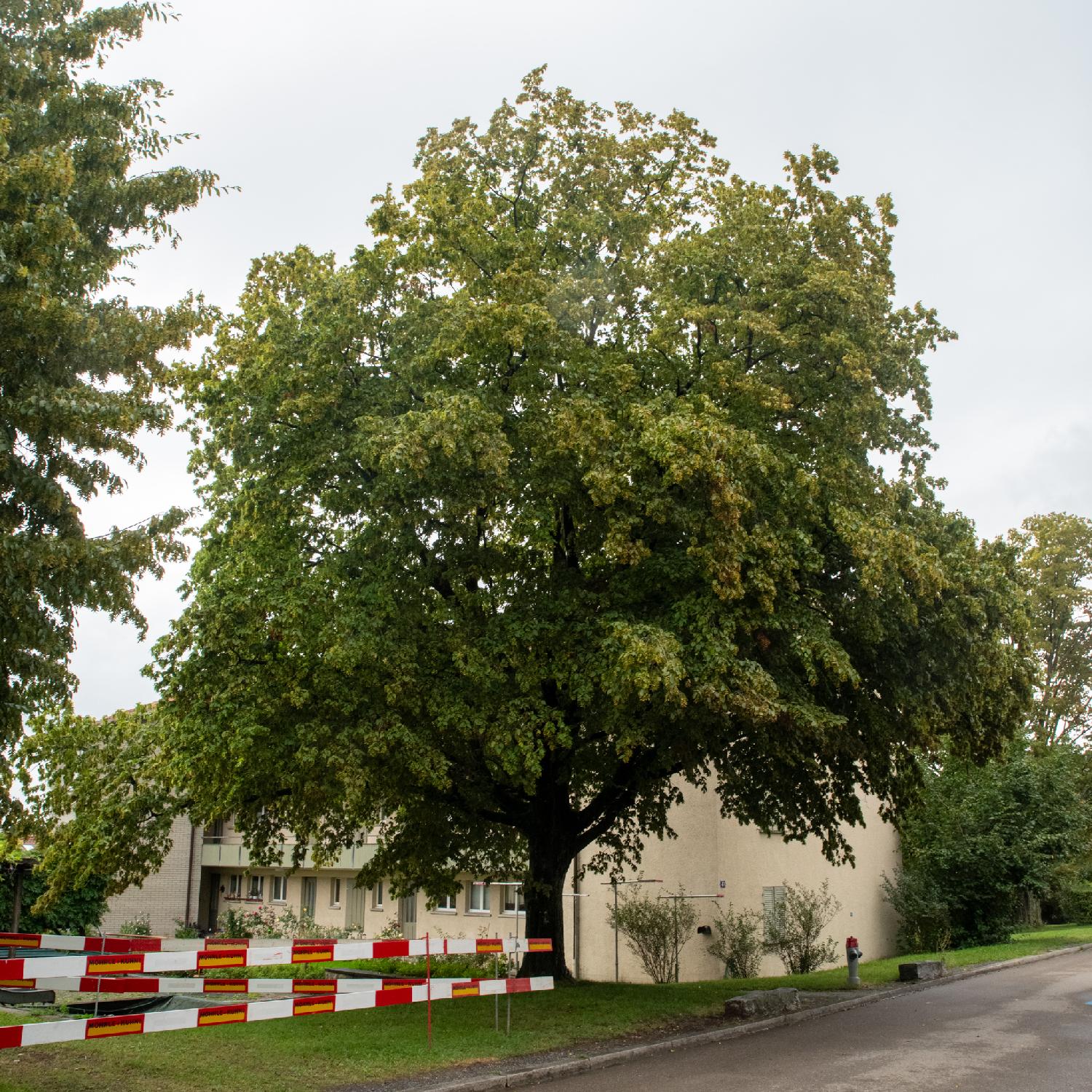 A large tree in front of a building, with leaves mostly green but with some tint of yellow. There's a red and white works barrier that leads to it.