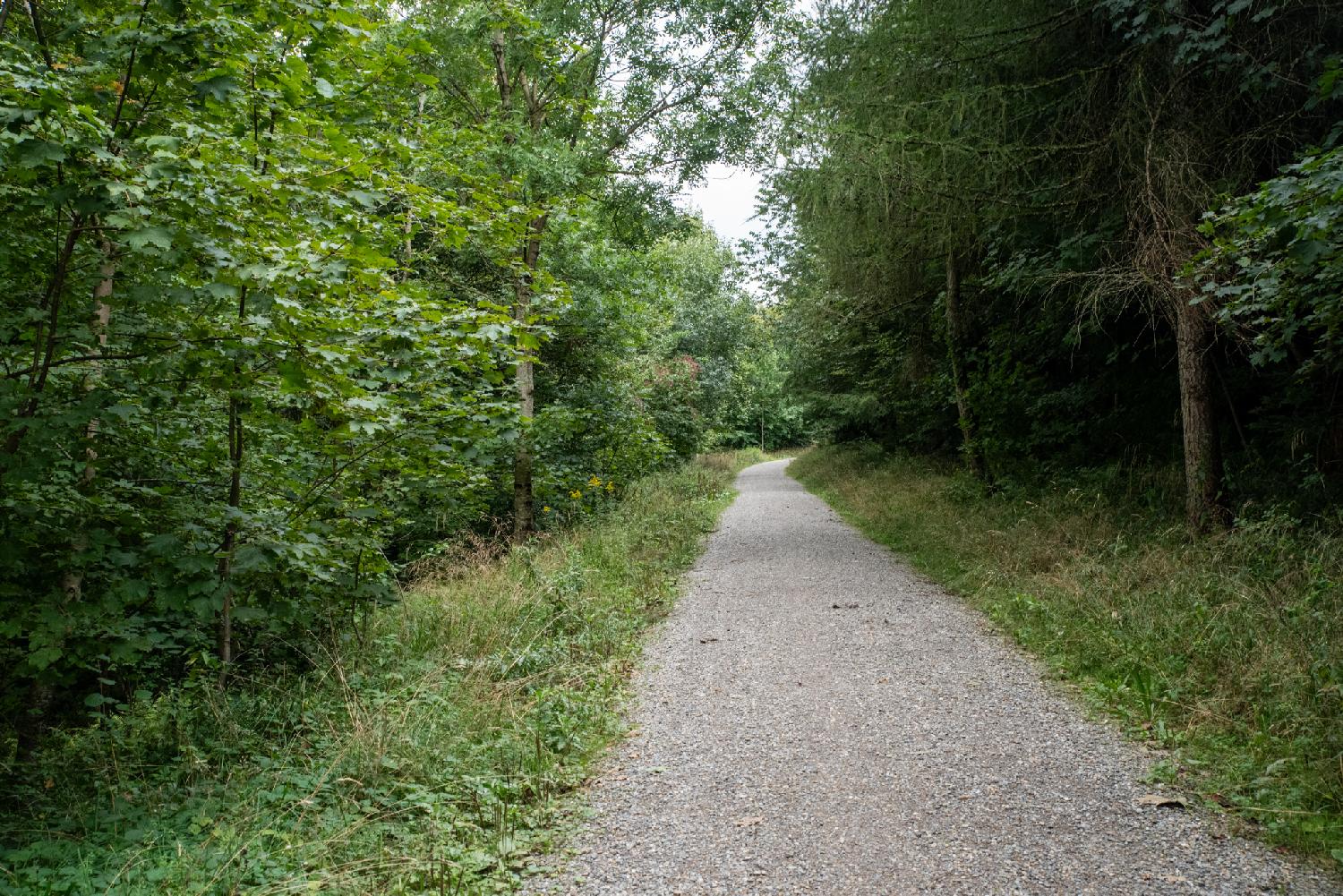 A gravel path between fairly low trees.