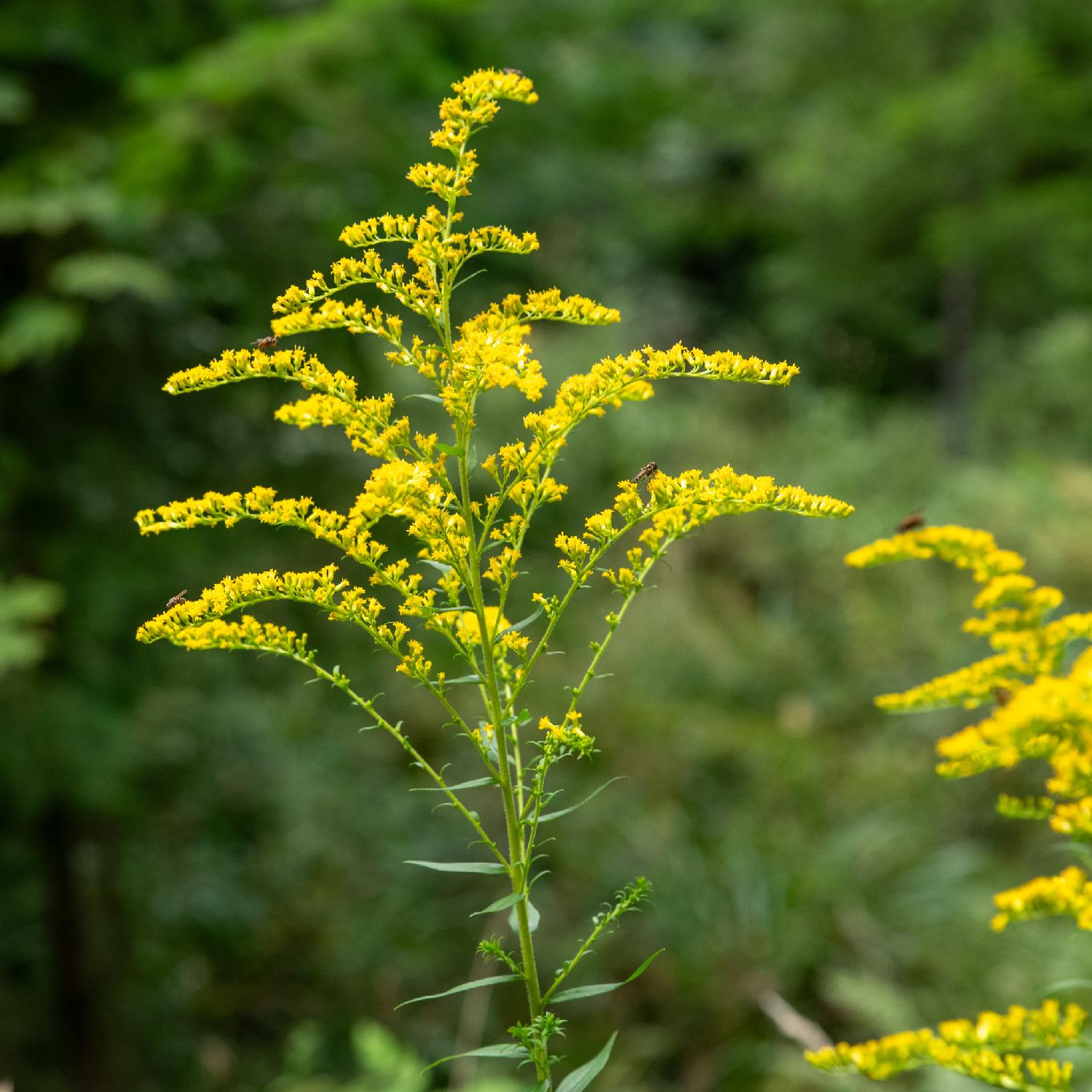 Herbaceous plant with many small yellow flowers. A few tiny bees or wasps are standing on the flowers.