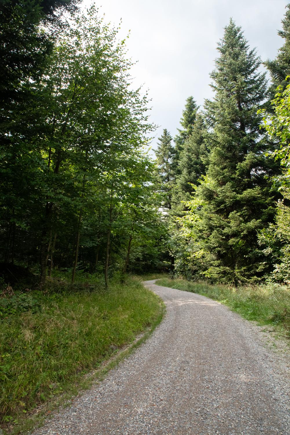 A gravel path between fairly low trees.