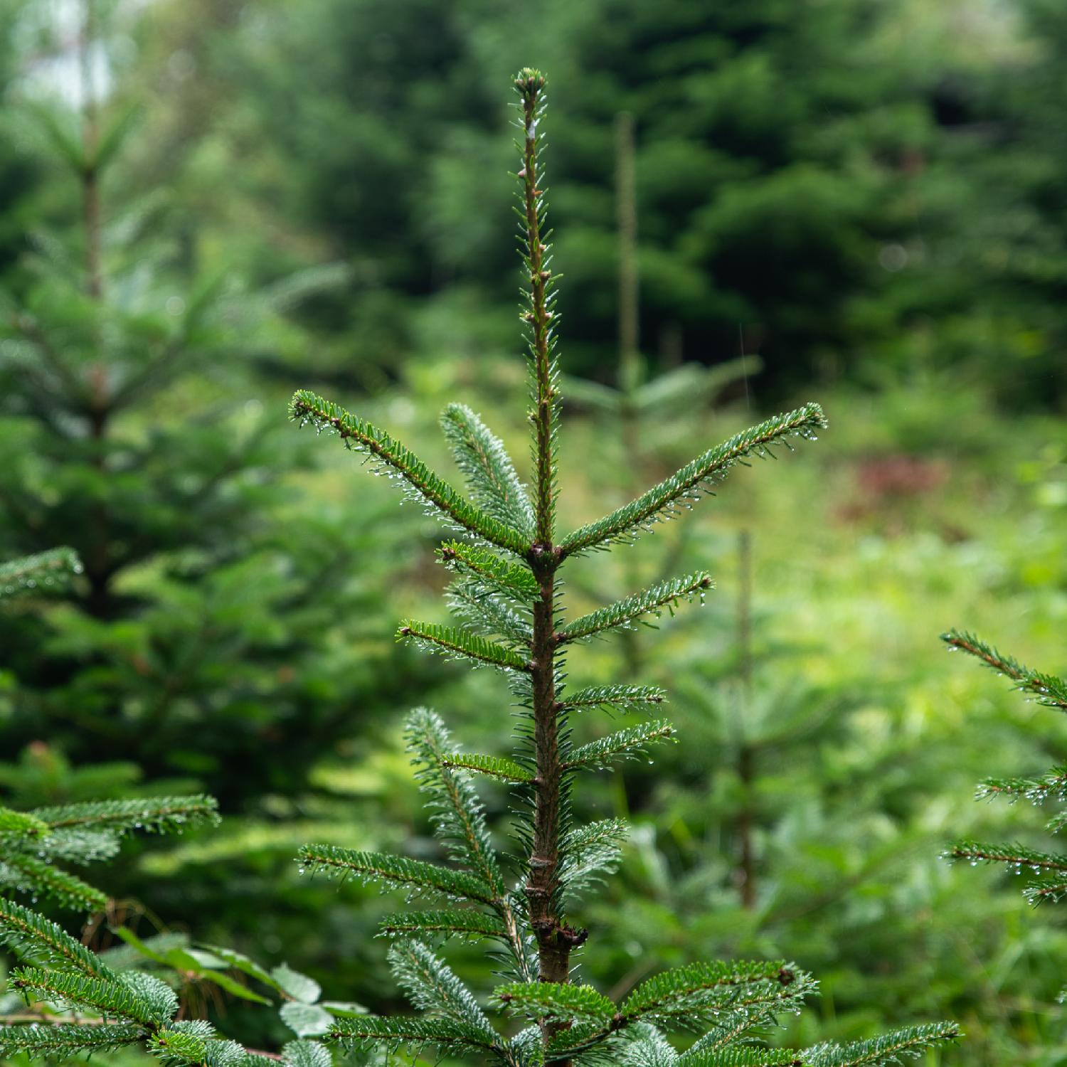 The top of a conifer tree, in front on a larger conifer plantation.