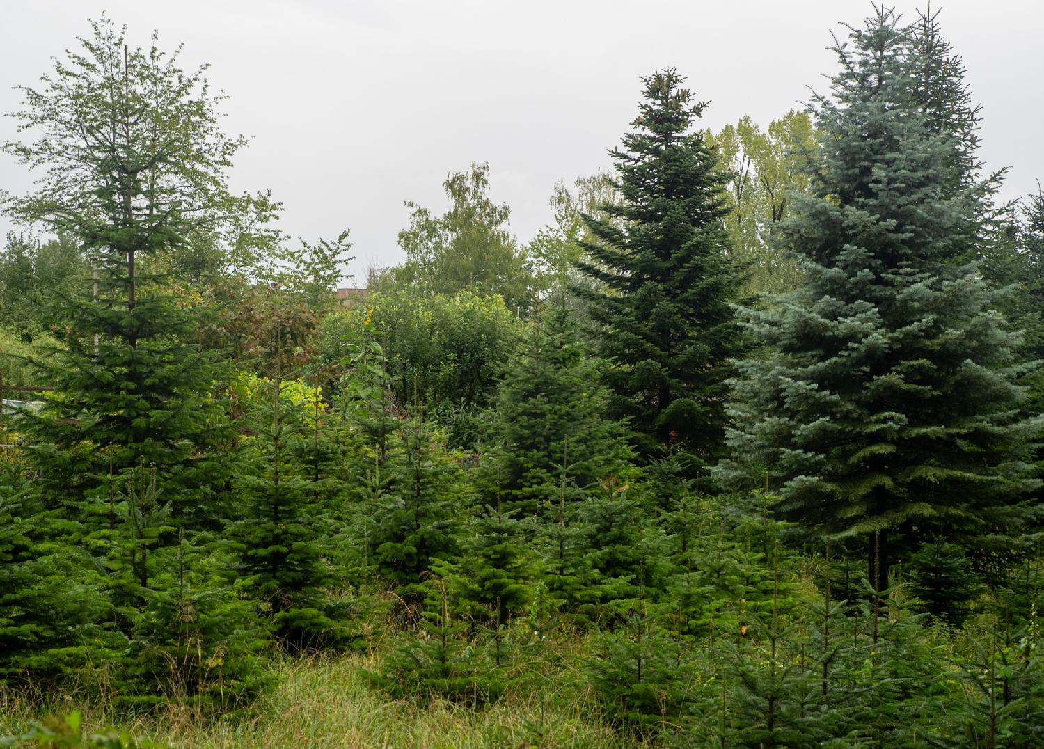 A large amount of coniferous trees at various stages of growth.