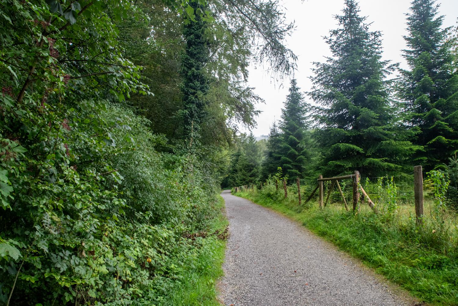 A gravel path with a woody area on the left and a coniferous tree plantation on the right.