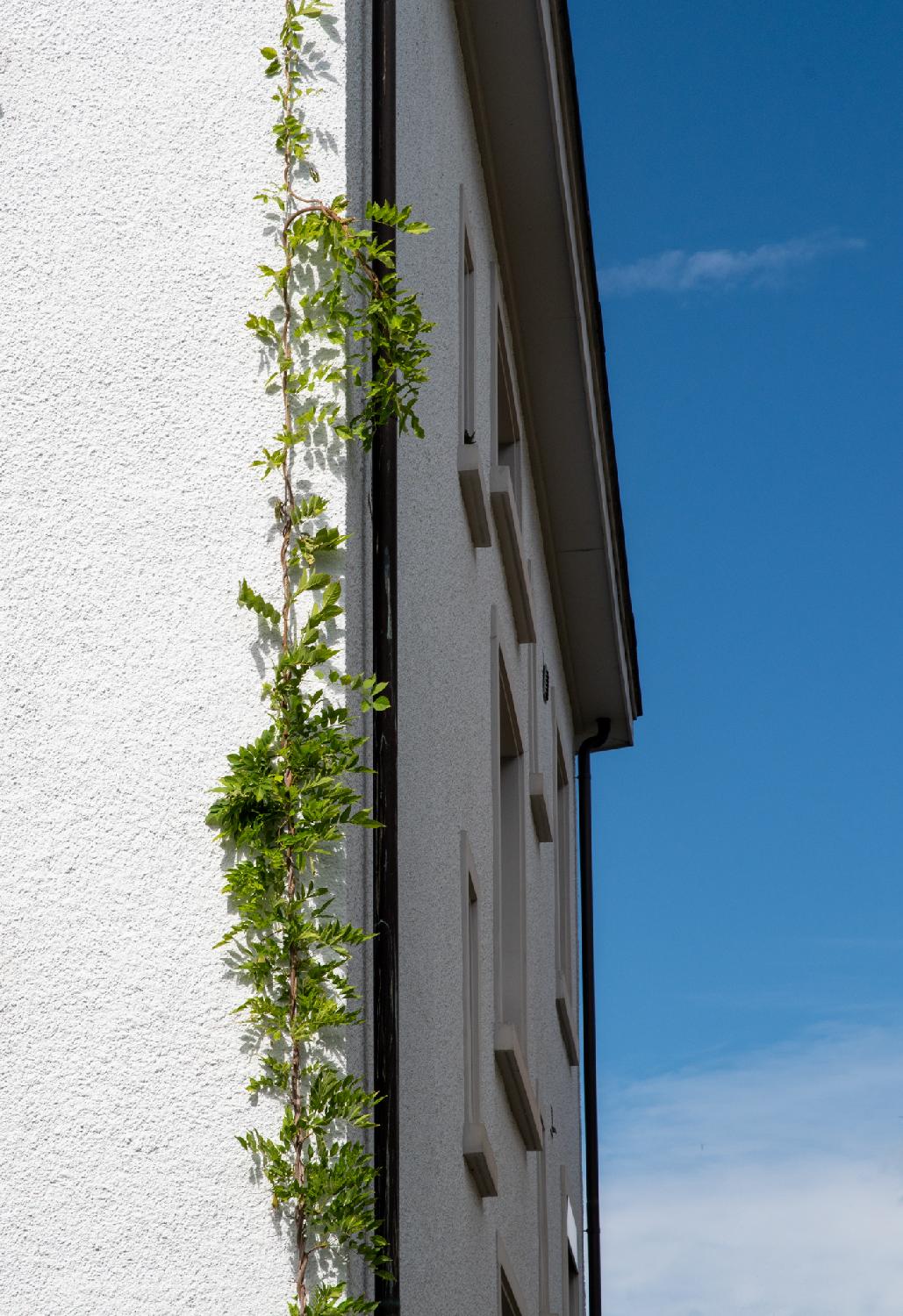 The corner of a white building. The facing façade has a long plant with green leaves growing on it. The perpendicular façades shows a lot of windows. The right part of the picture shows a blue, slightly cloudy sky.