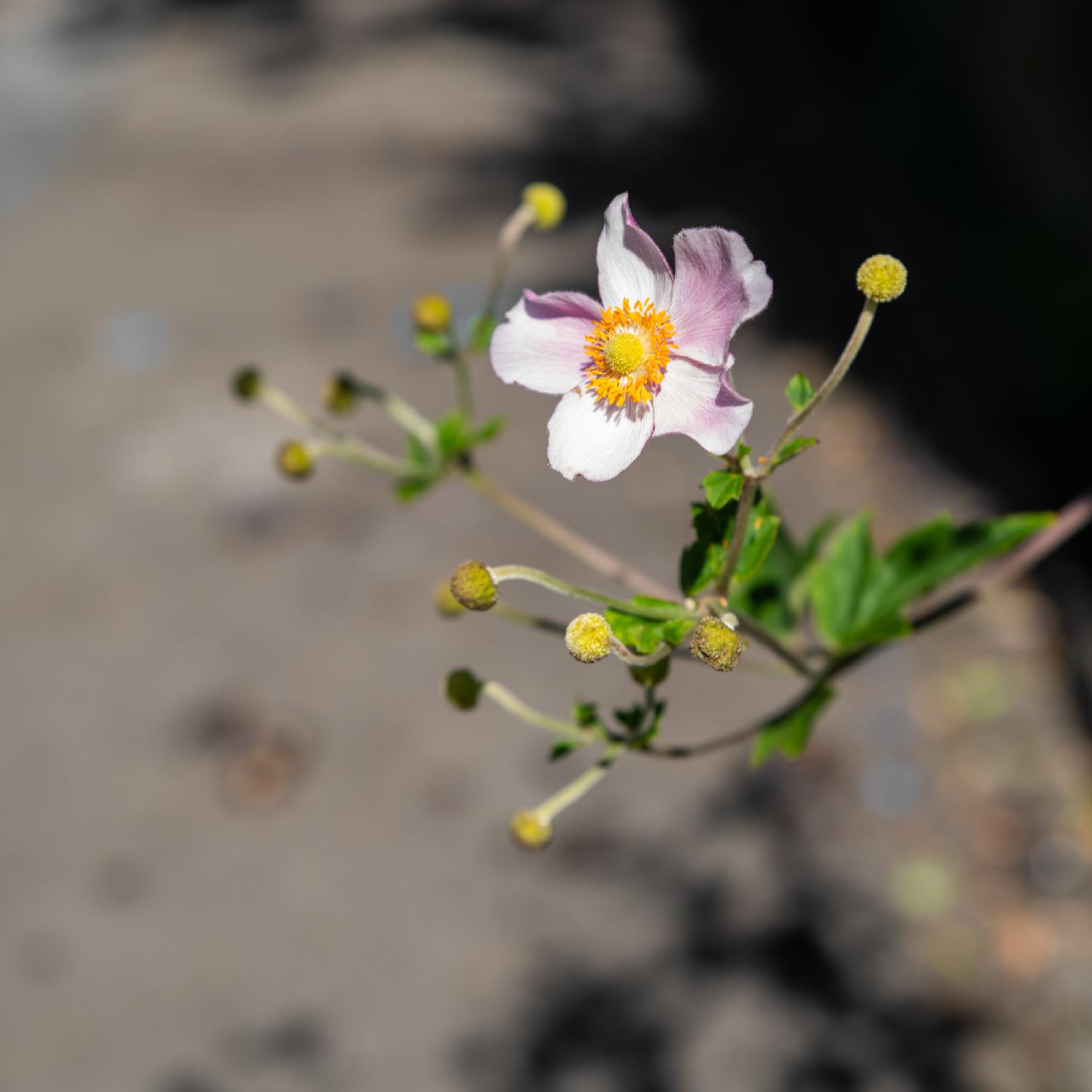 A light pink flower with a yellow center of yellow pistils and yellow-orange stamens around it.