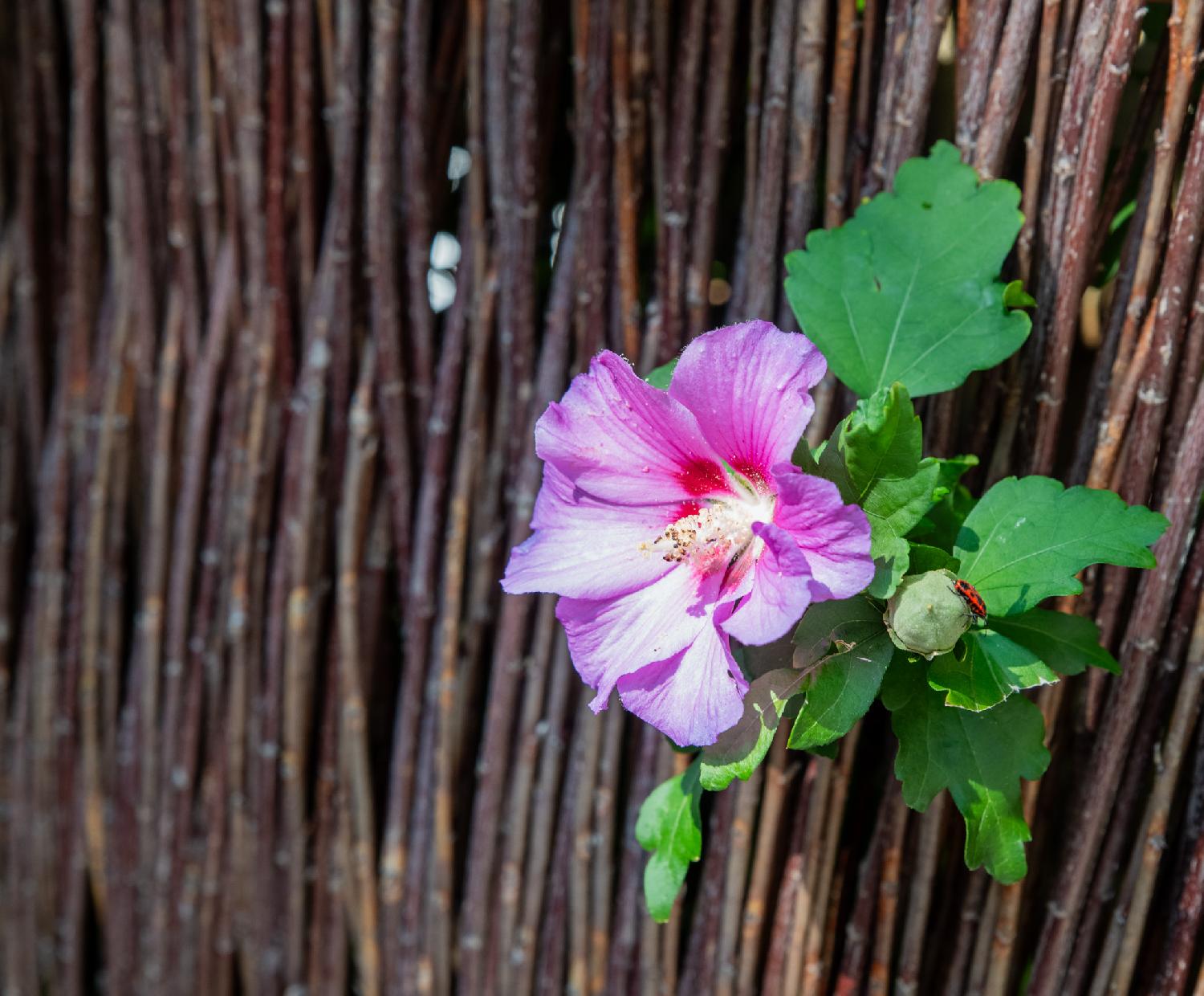 A trumpet-shaped pink/purple flower with light yellow stamens, seemingly popping from a fence made of tight wooden branches. There's a small bud on the right side over green leaves, and there's a firebug on the bud.
