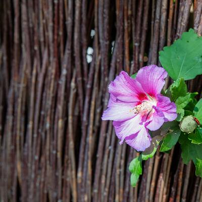 Albert-Schneider-Weg