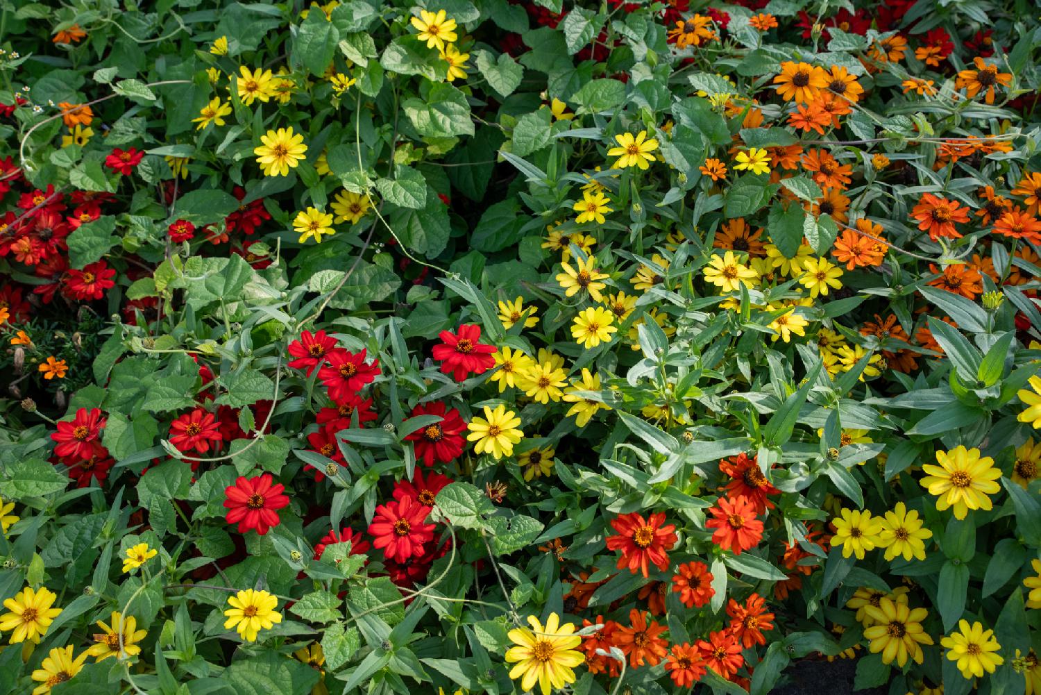 A carpet of green leaves with abundant red, yellow and orange flowers.