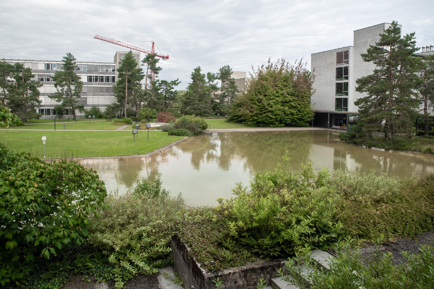 A large shallow green-brown water surface in a park, with a few stone steps and some plants in the foreground, a green lawn behind it, a white building reflecting in the water, and a crane in the background.