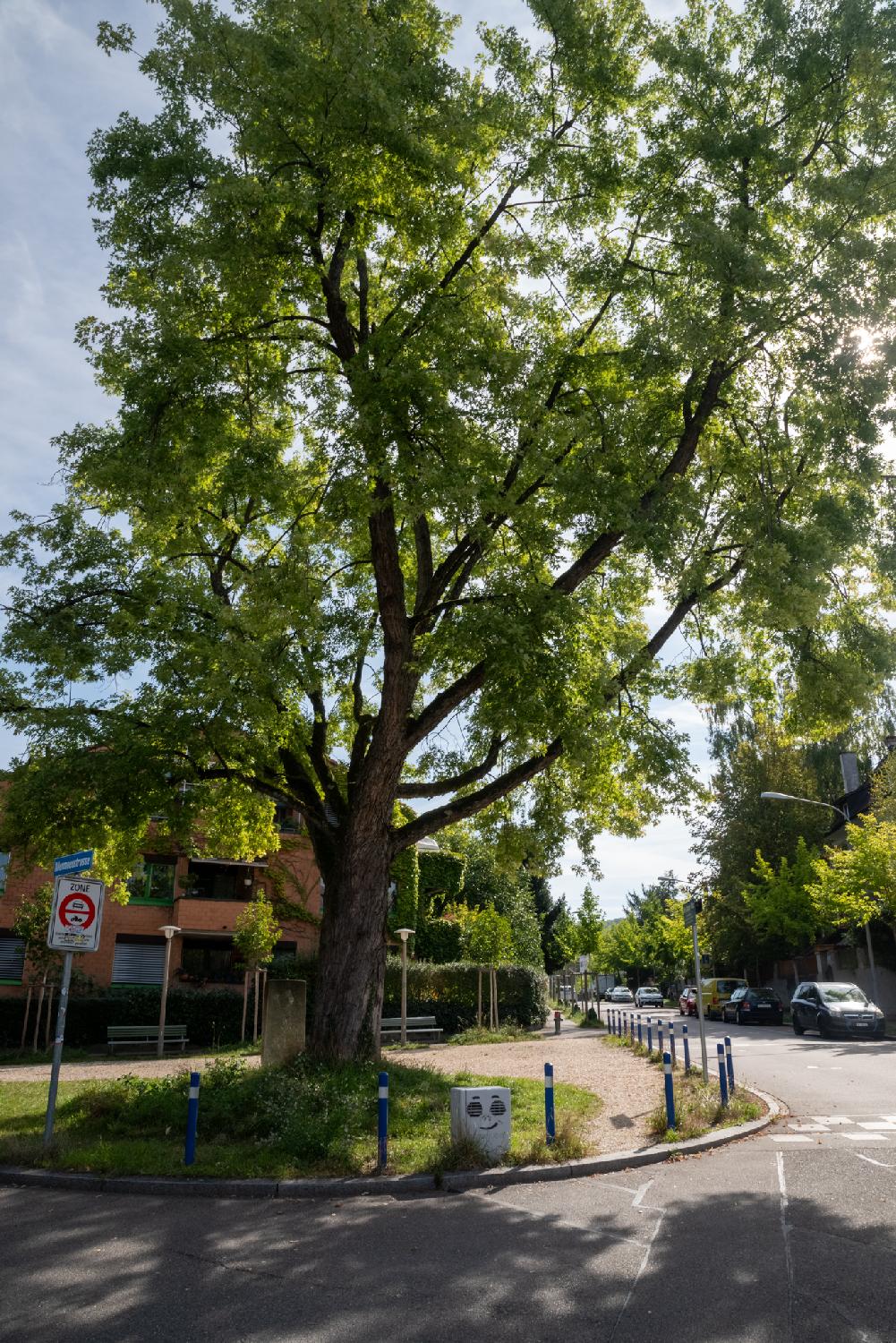 A small town square with a large silver maple tree dominating it, some posts to separate the square from the street in front of it, and a couple of benches in the background.