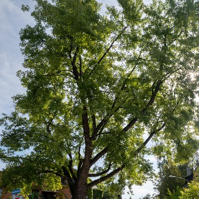 Albin-Zollinger-Platz