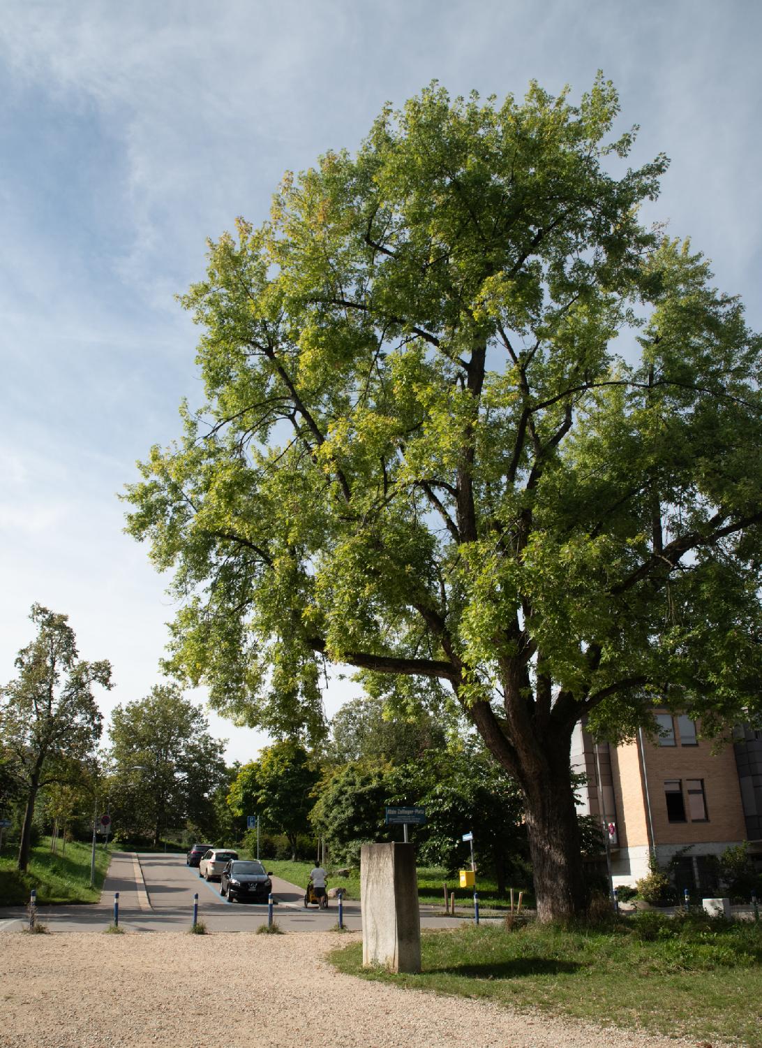 A small square, separated from the street by posts, where a large silver maple tree seems to hover on a memorial stone. The background shows the street behind the square.