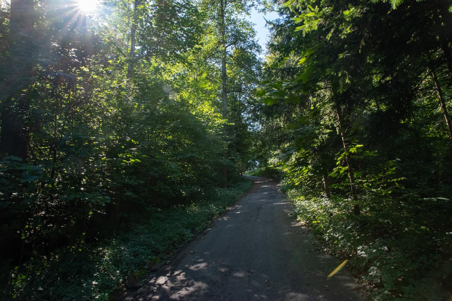 A pedestrian road in the middle of a forest, with the sun shining through the trees on the left and making a few lens flares on the picture
