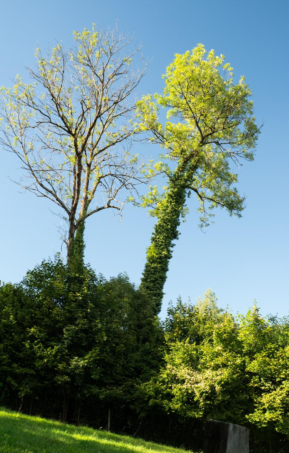 Two trees next to each other detaching in front of a cloudless blue sky, with a few lower trees below them. The trunks of the trees are covered in foliage, which is particularly lively on the right tree.