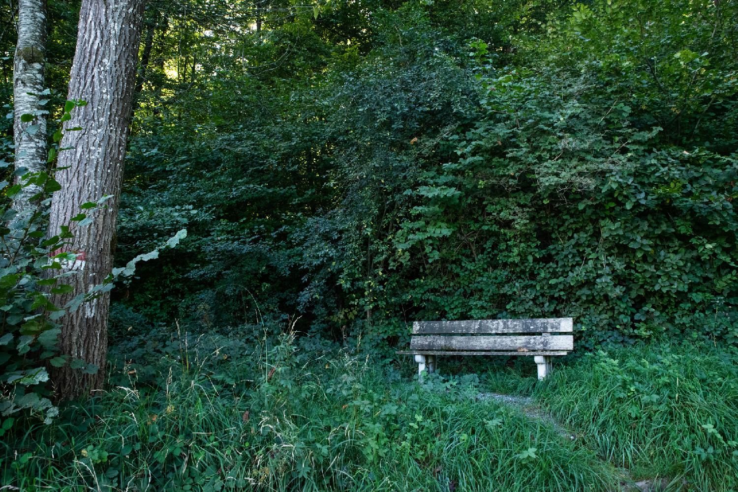 A wooden bench with a tiny path going up to it, in front of a forest