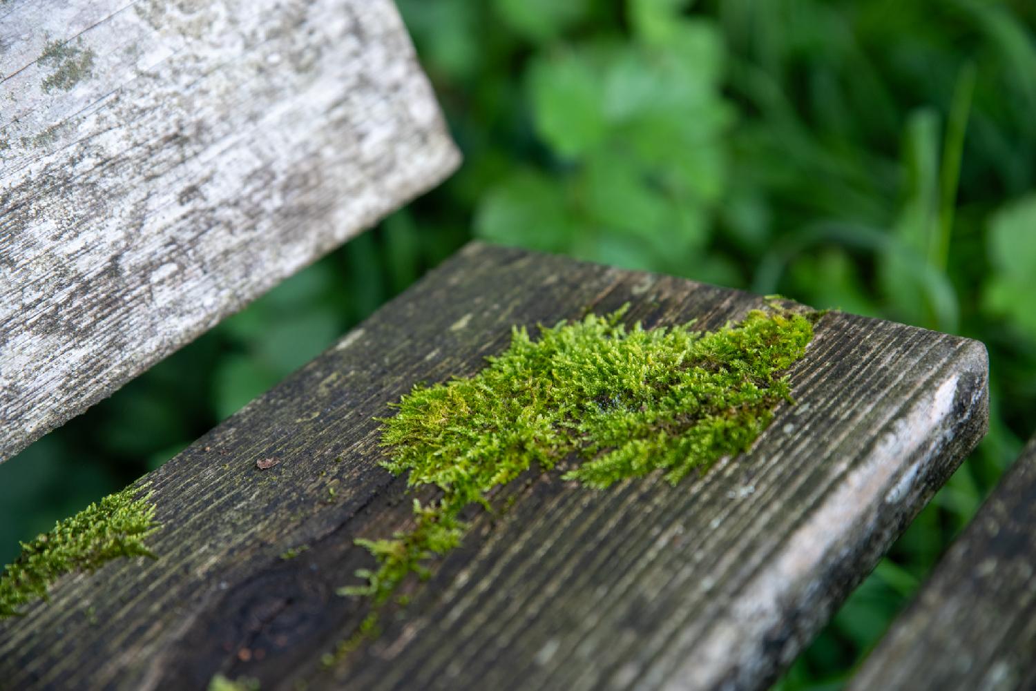 A close-up picture of green moss on the wooden planks of a bench