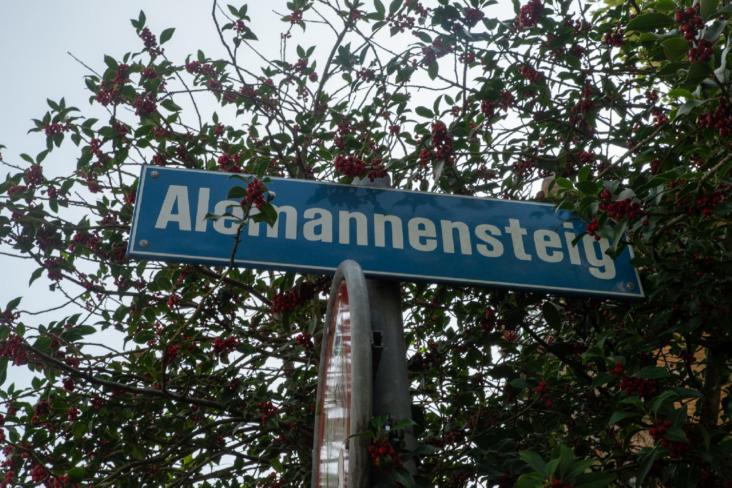 Alemannensteig street sign - a white-on-blue metallic sign on a pole, with holly around and behind it.