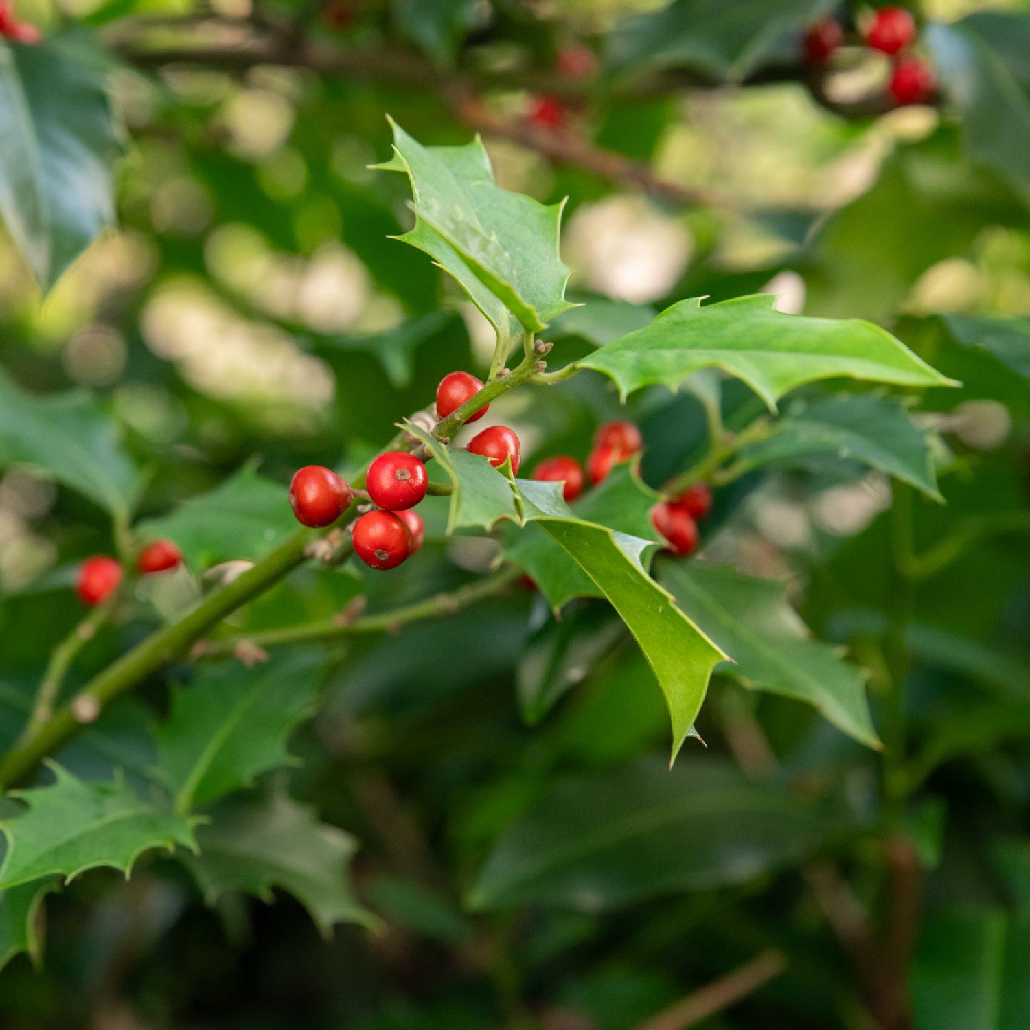Holly berries and leaves - red berries and pointy green leaves