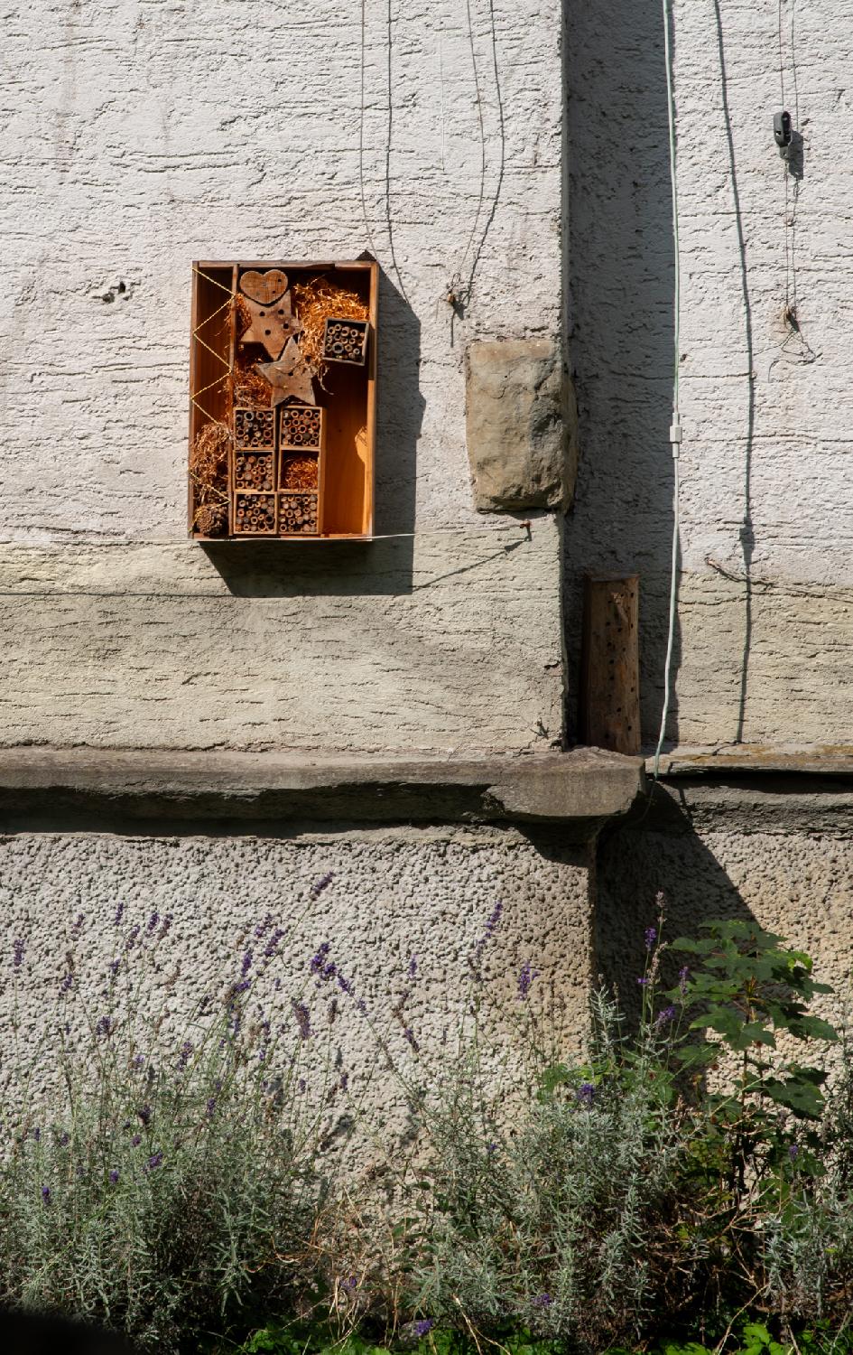A wooden insect hotel made of different compartments with different wooden essences on a white wall with lavender at the bottom of it