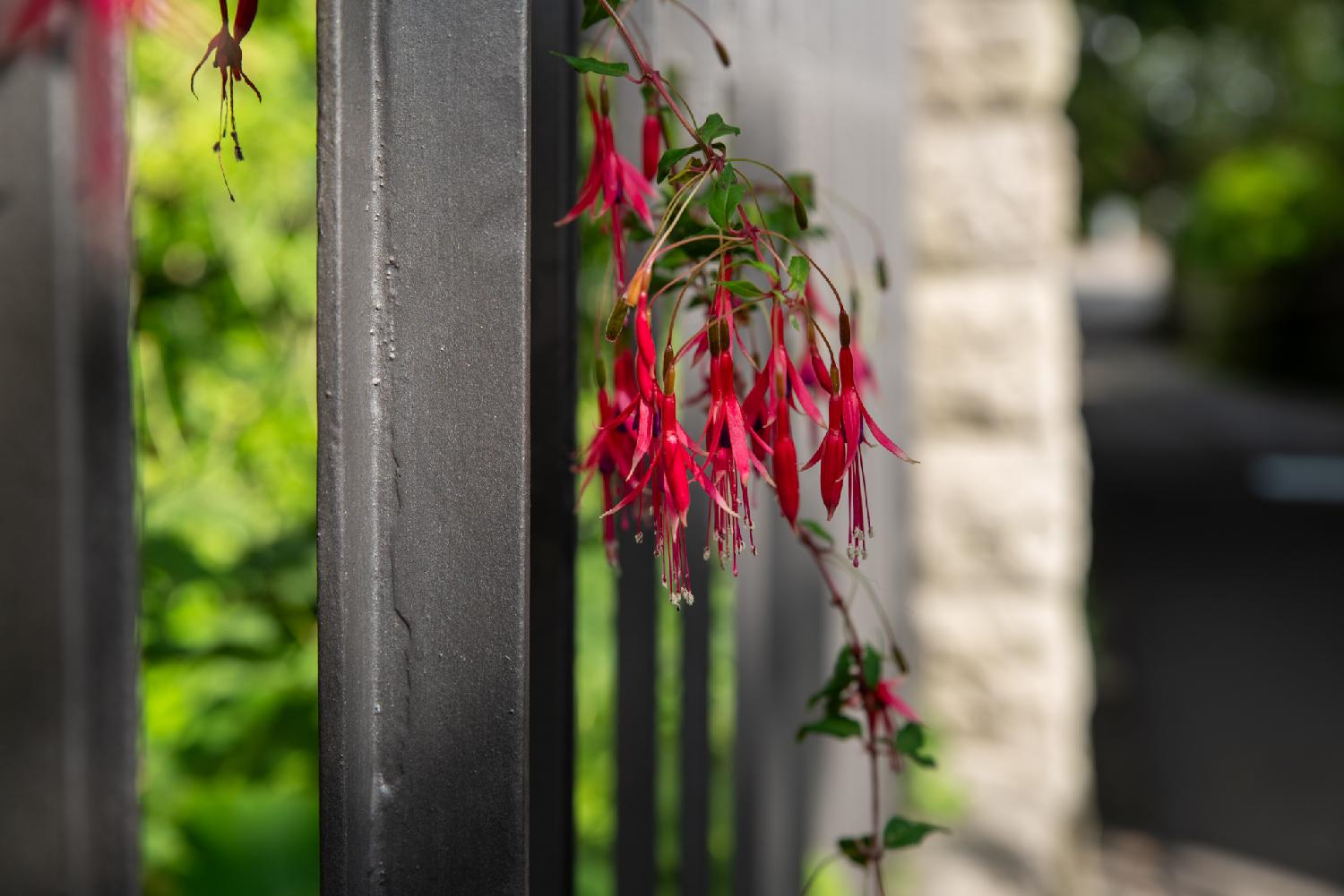 Fuschia magellanica - red/purple/pink elongated bell flowers dropping from a metallic grid