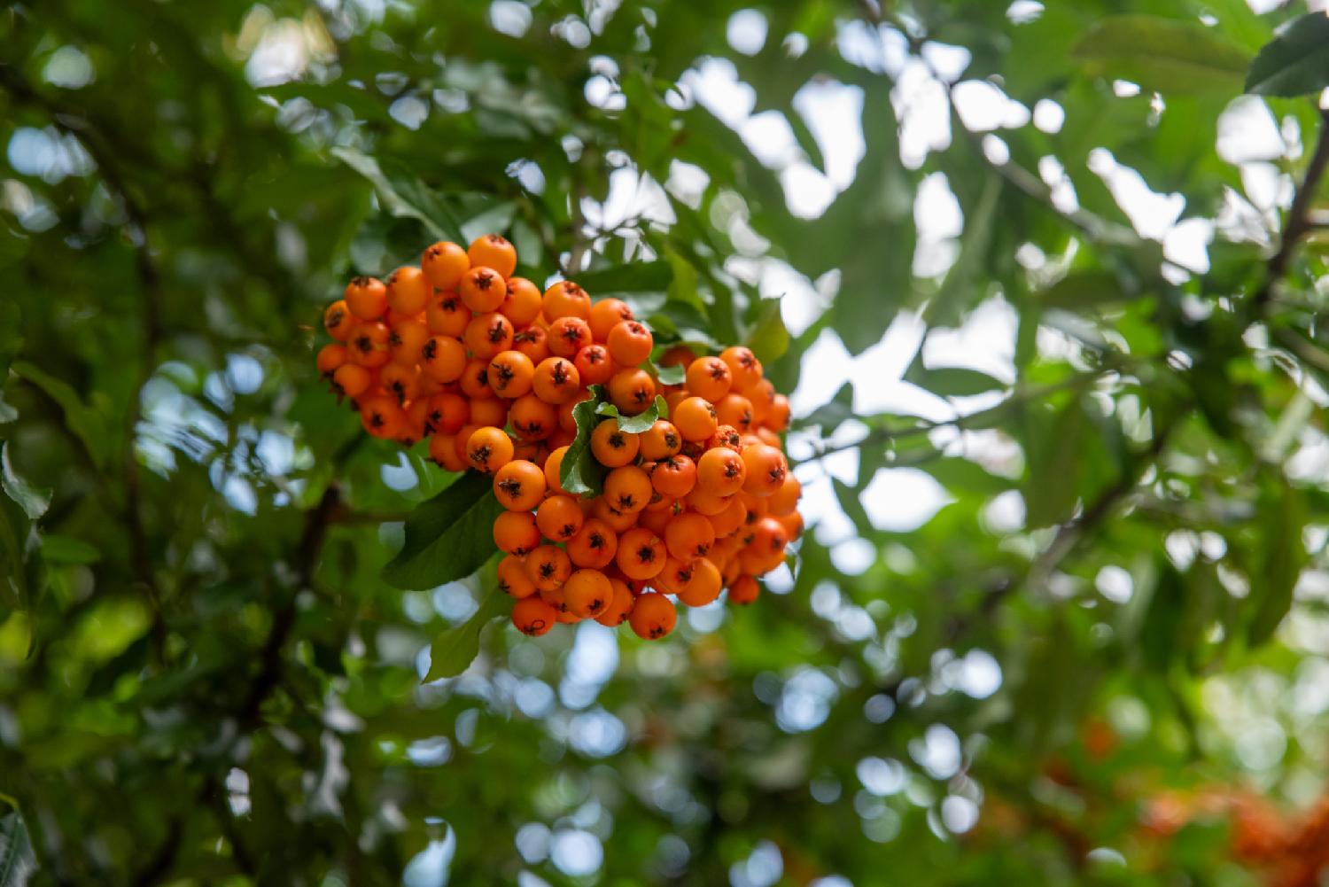 Pyracantha angustifolia: bright orange berries in a tight cluster, seen from below in front of blurred green foliage