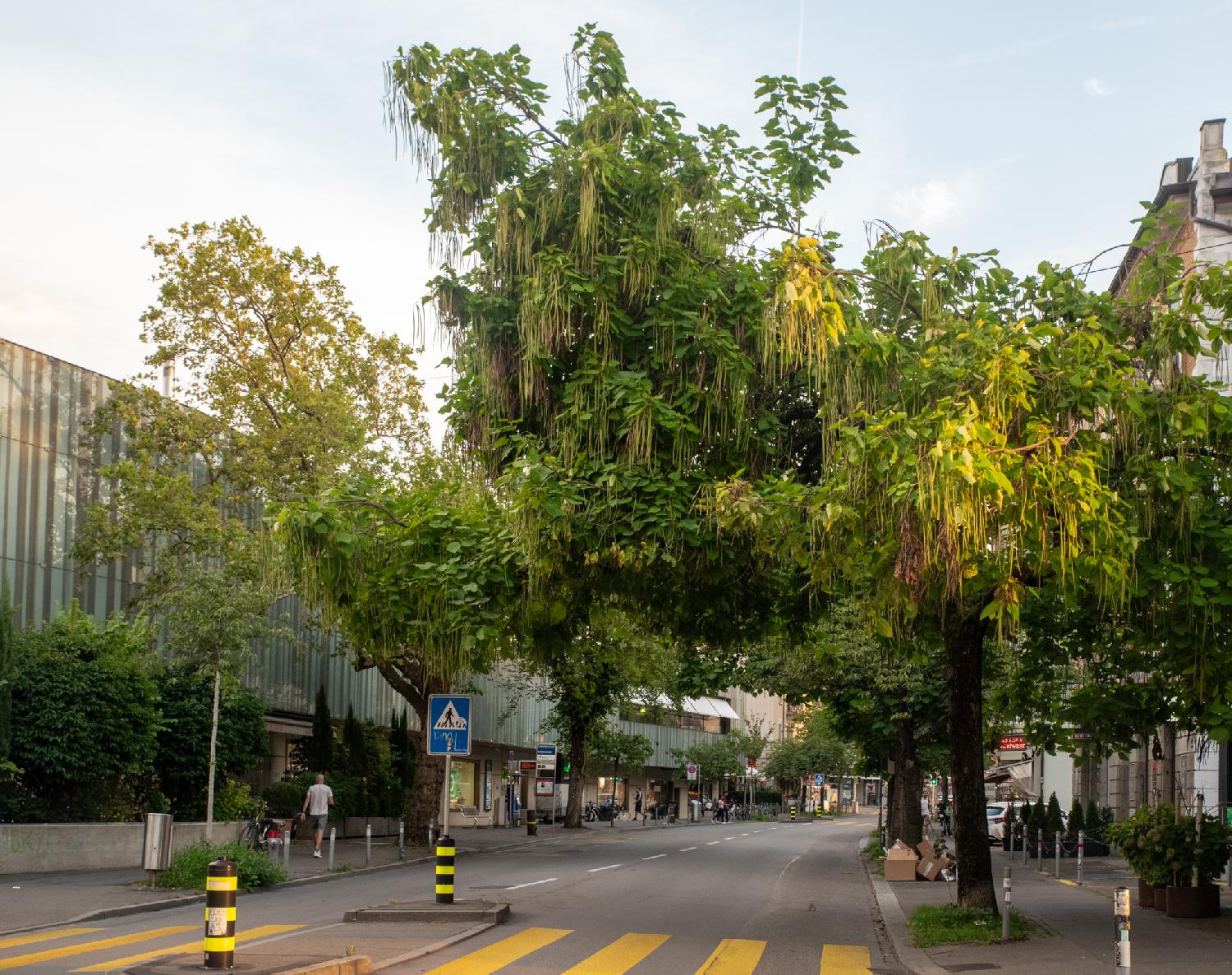 Catalpa tree: above a street with a zebra crossing, a tree, planted on the sidewalk, grows a canopy over the road. Long "beanpods" are hanging from the tree.