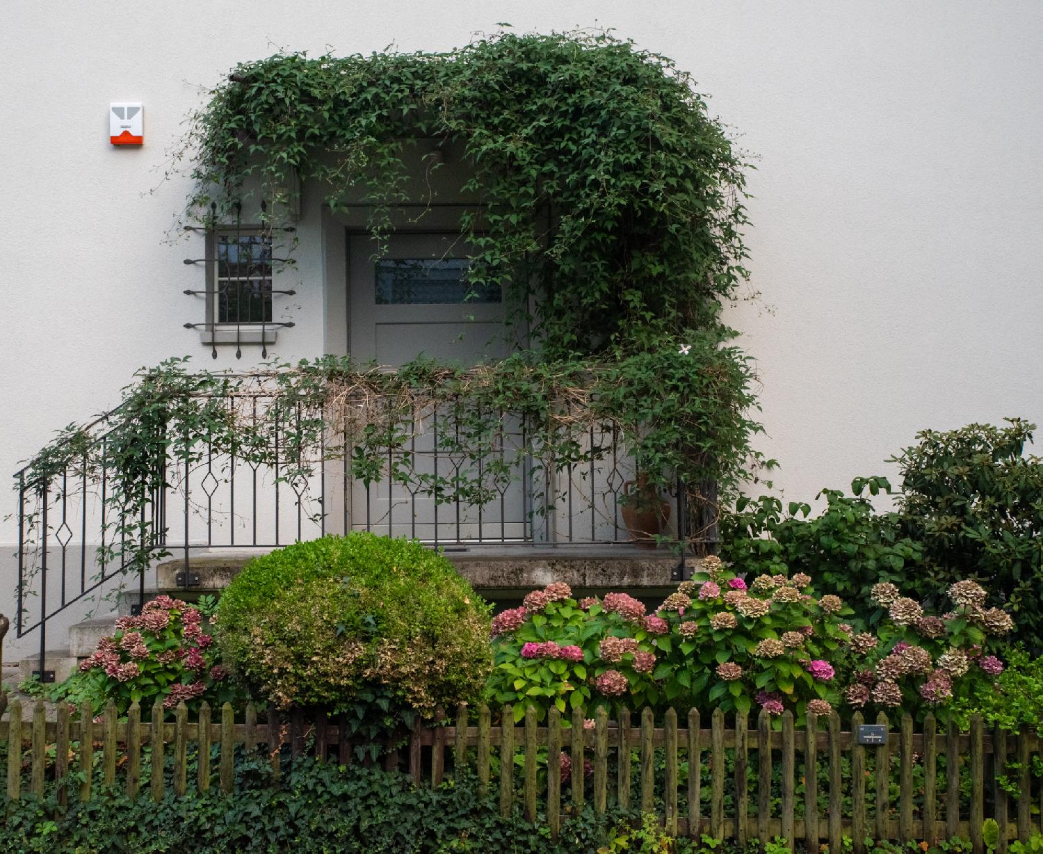 A white door on top of a few steps protected by a metal rail. There's a large amount of ivy around the door, a small gridded window, and hortensia flowers behind the wooden fence below the door.