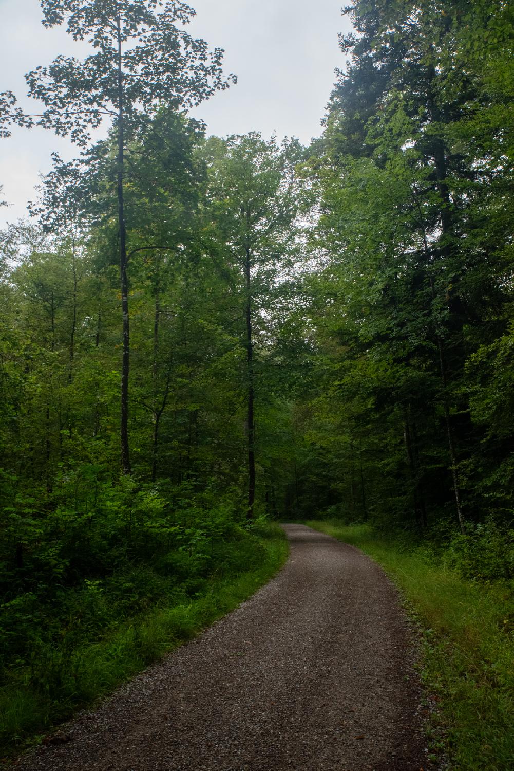 Alte Gockhauserstrasse in Zürich: a gravel path in the forest