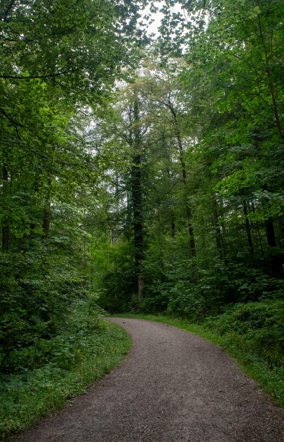 Alte Gockhauserstrasse in Zürich: a gravel path in the forest