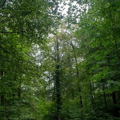 Alte Gockhauserstrasse