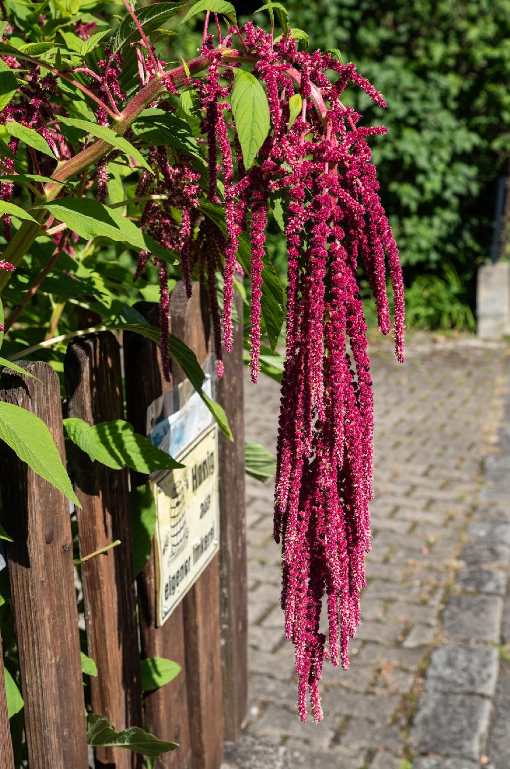 Foxtail amaranth: dark pink flower strings falling from a higher point, along a fence. There's also a visible sign that says "Honig aus eigener Imkerei" - "honey from our own apiary".