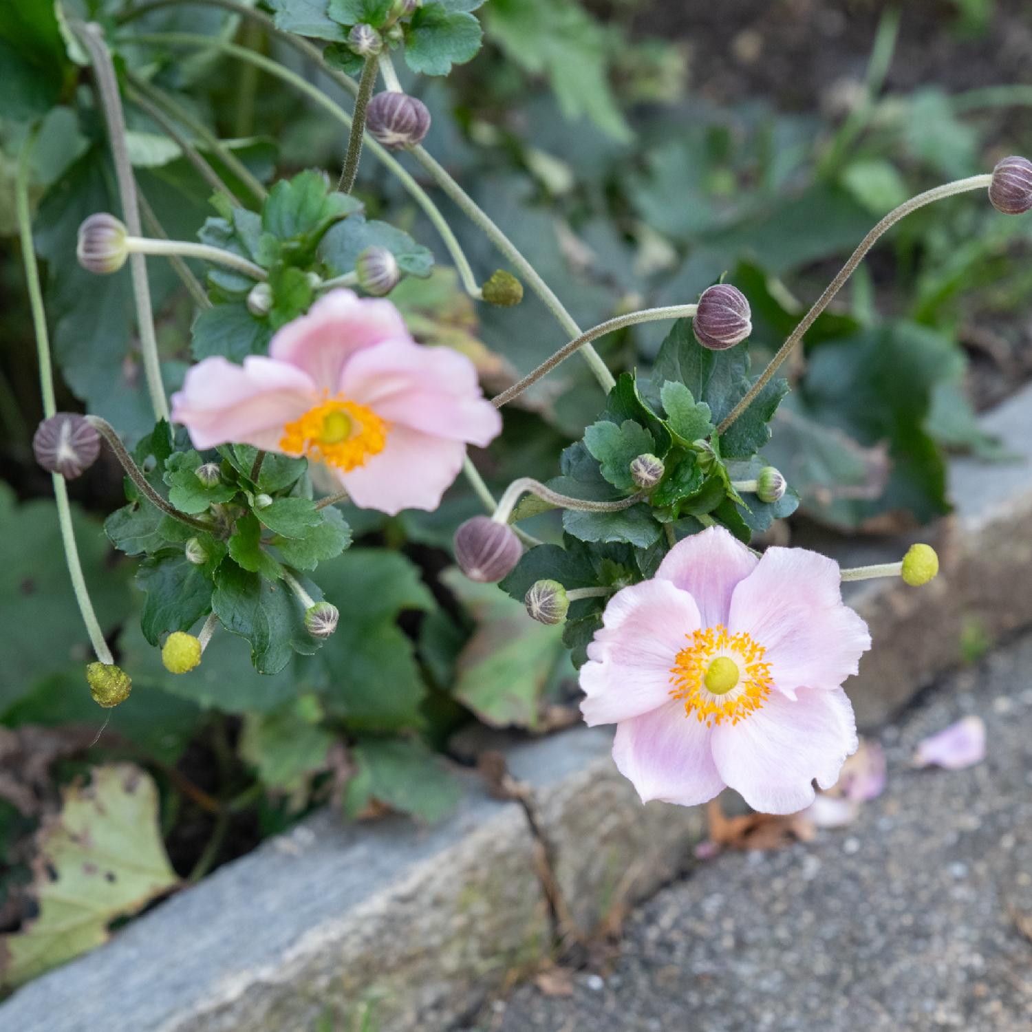 Eriocapitella hupehensis: pale pink flowers with five large sepals and yellow/orange stamens. There are two flower blooms, surrounded by multiple round seedheads in dark purple sheaths. he flowers are near a concrete border and an asphalt road blurred in the background.