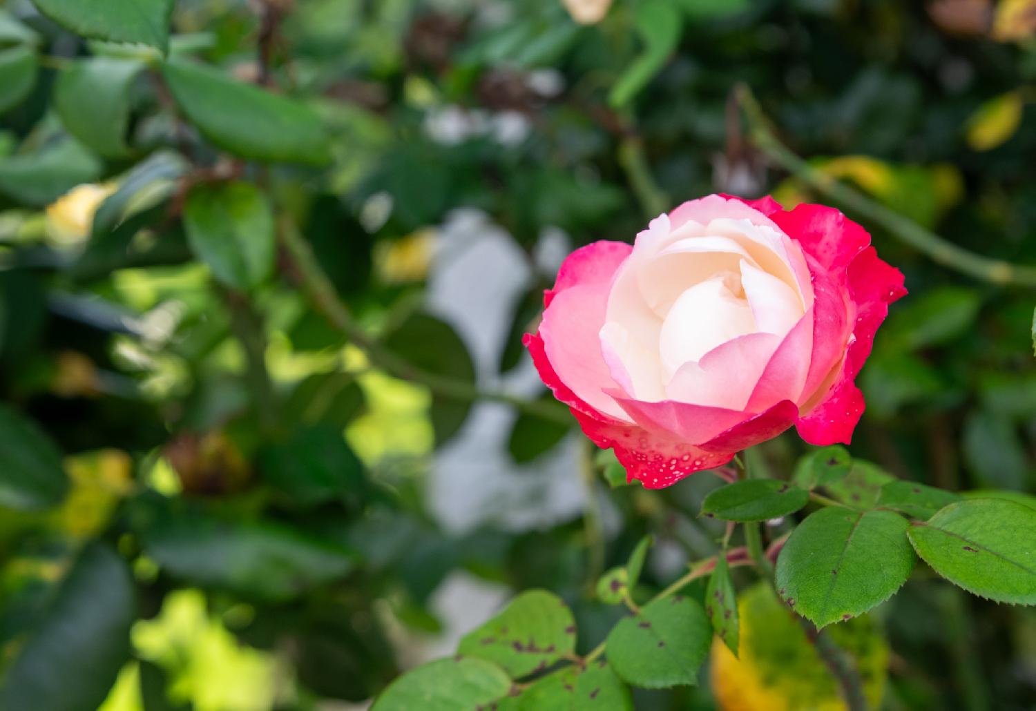 Pink and white rose: a rose with a white heart and dark pink petals over a background of green leaves