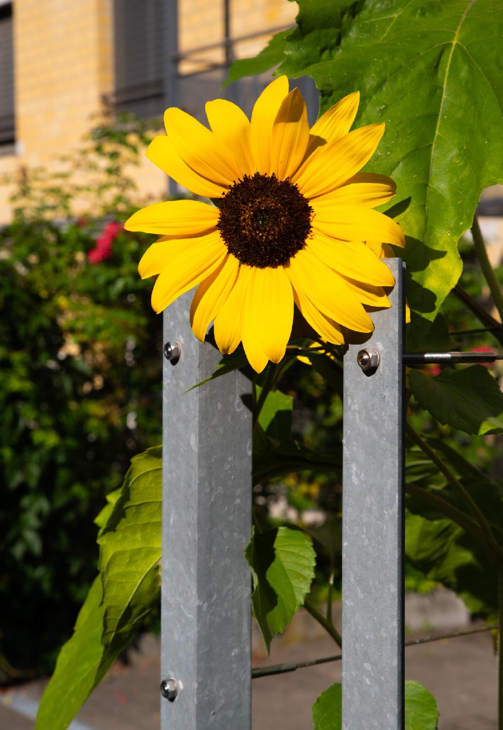Two metallic poles, in between which a yellow sunflower appears