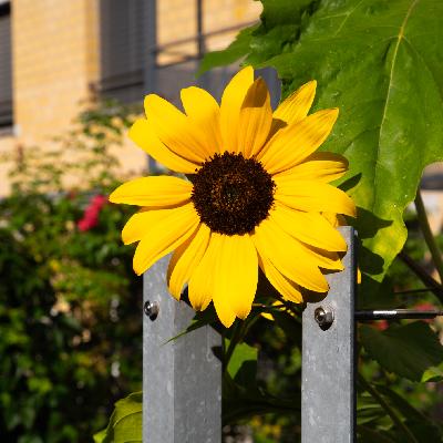 Alte Kalchbühlstrasse